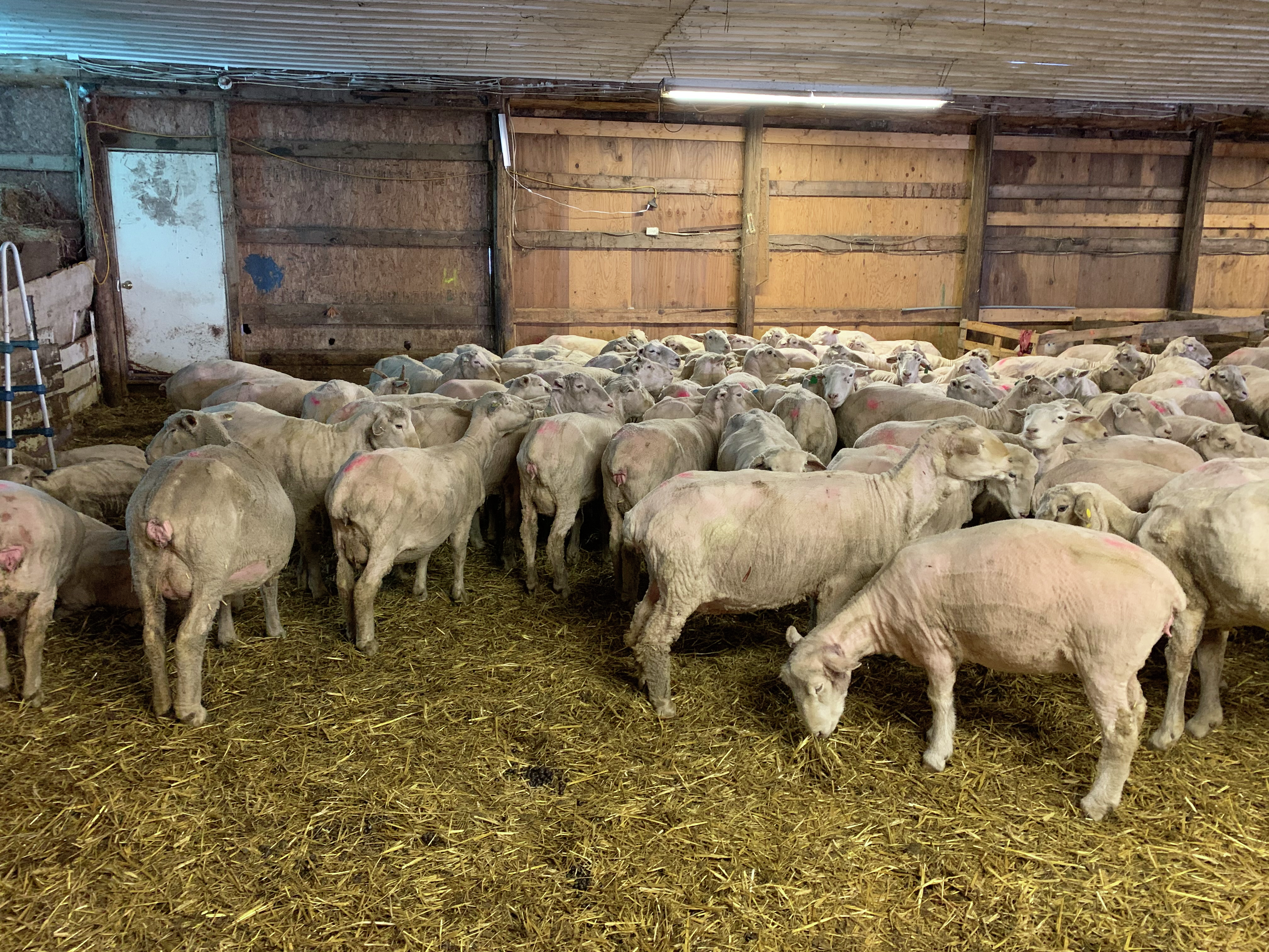 Morning Ag News, October 25, 2024: Ewe management in the winter months