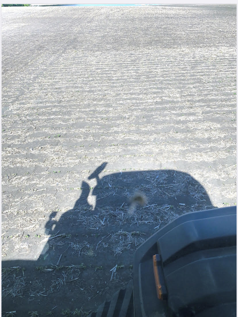 Producers replanting soybeans after early morning frost