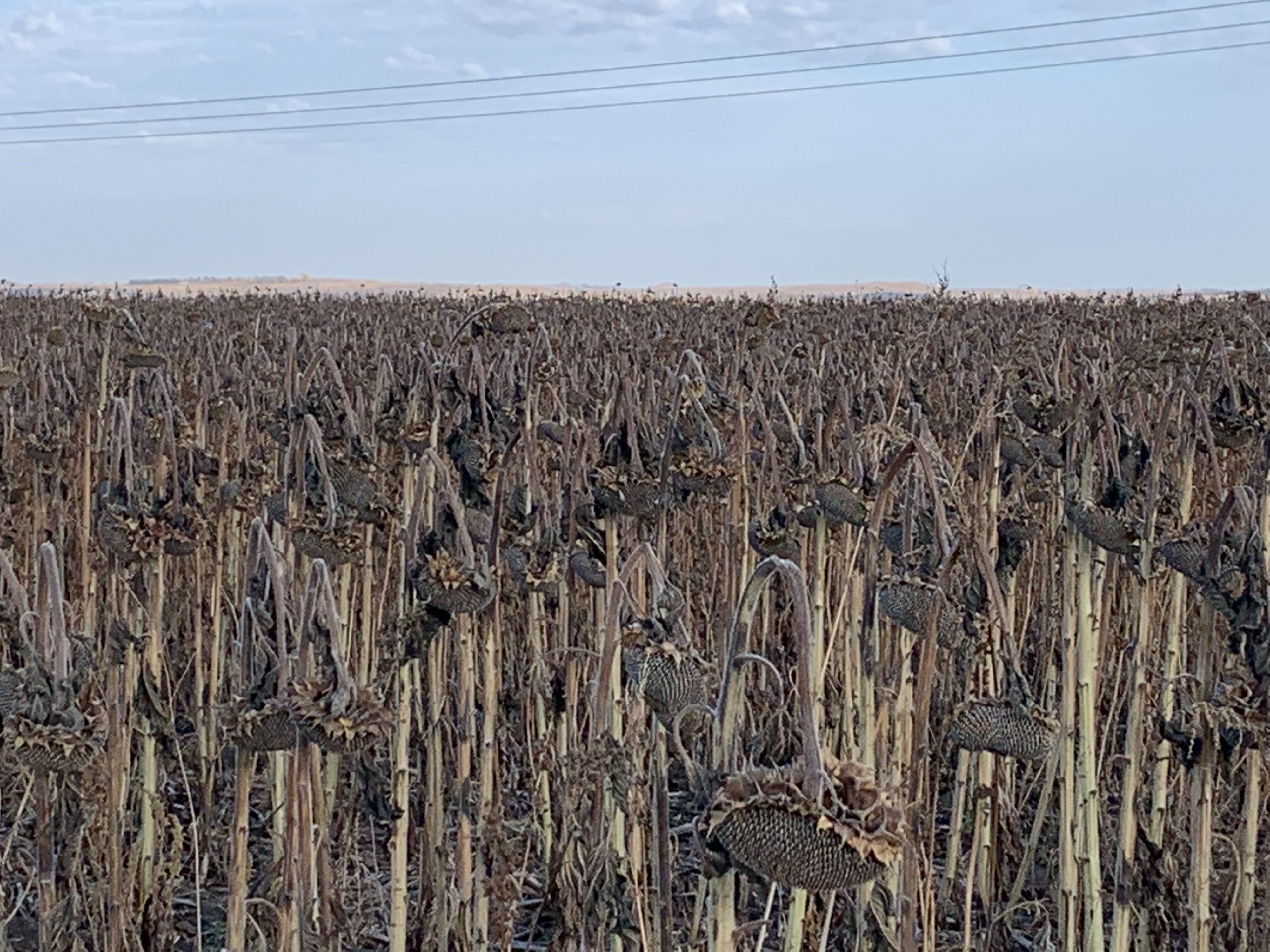 Mid-morning Ag News, November 11, 2021: South Dakota farmer is hopeful for this year's sunflower crop