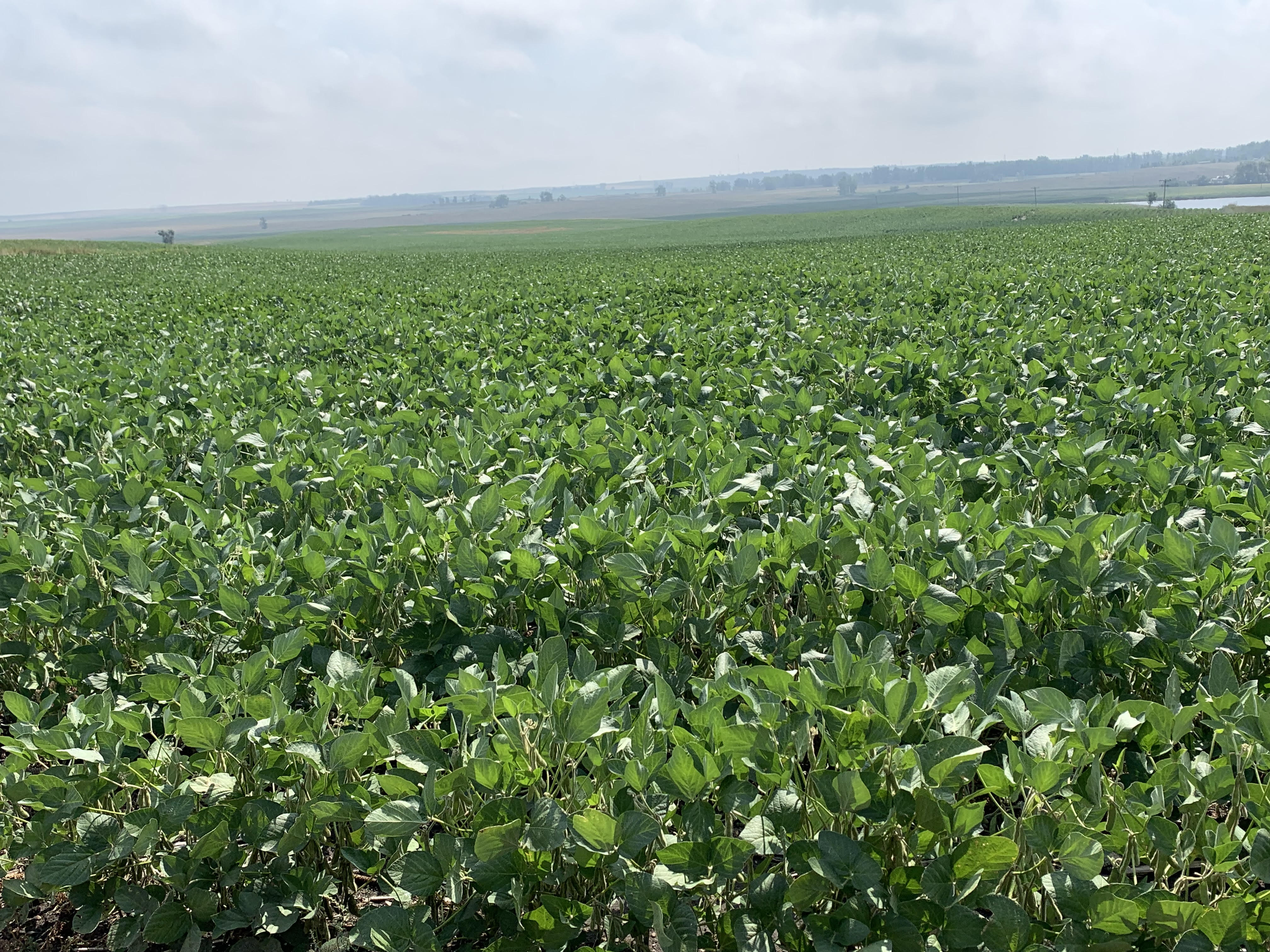 Afternoon Ag News, August 31, 2021: Credit conditions improve in farm country