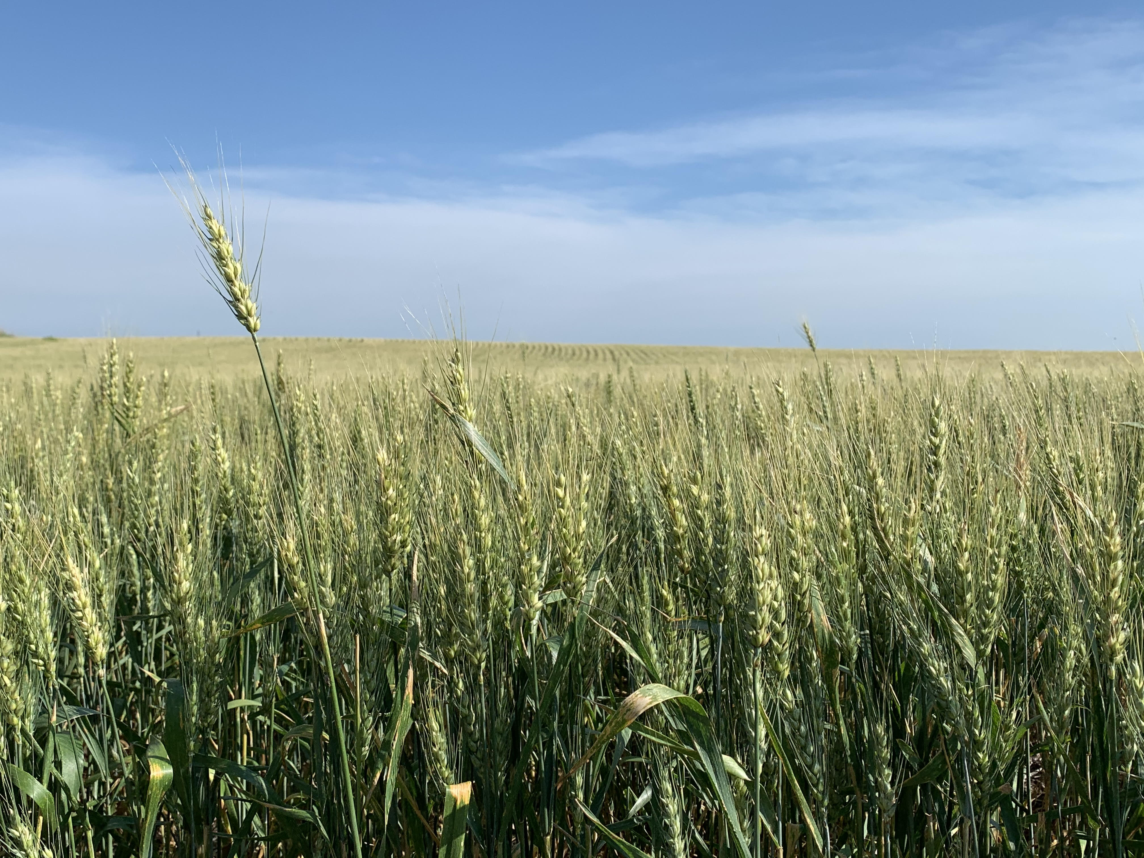 Mid-morning Ag News, May 18, 2021: Wheat walks happening in South Dakota