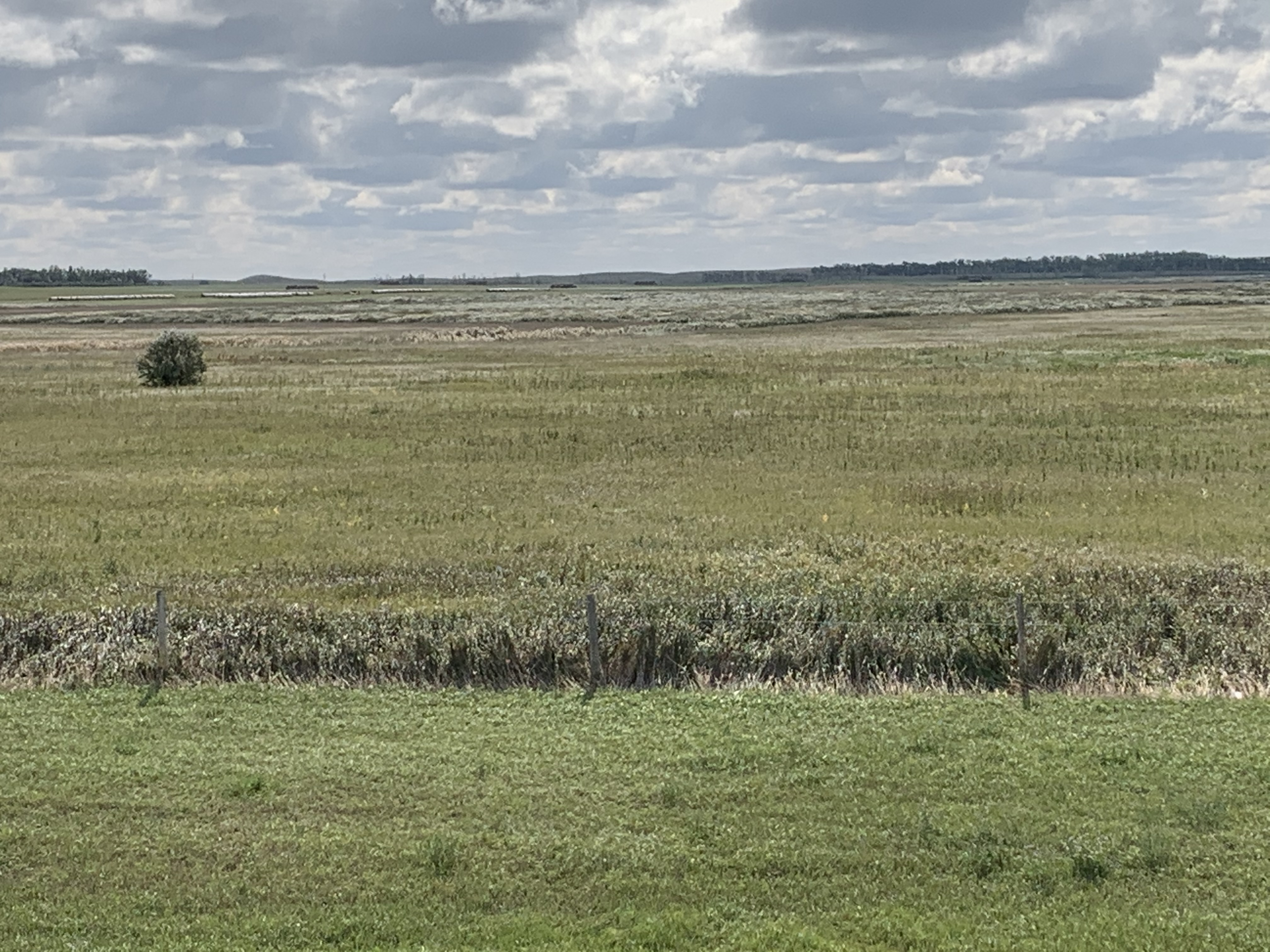 Nearly 60 head of cattle have been found dead in central North Dakota