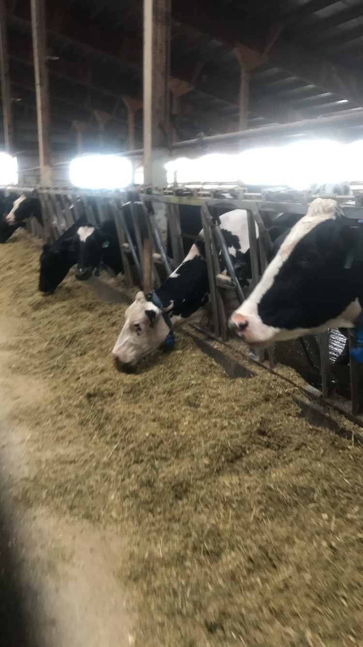 Mid-morning Ag News, December 23, 2021: Applications for the 2022 Dairy Margin Coverage program are open