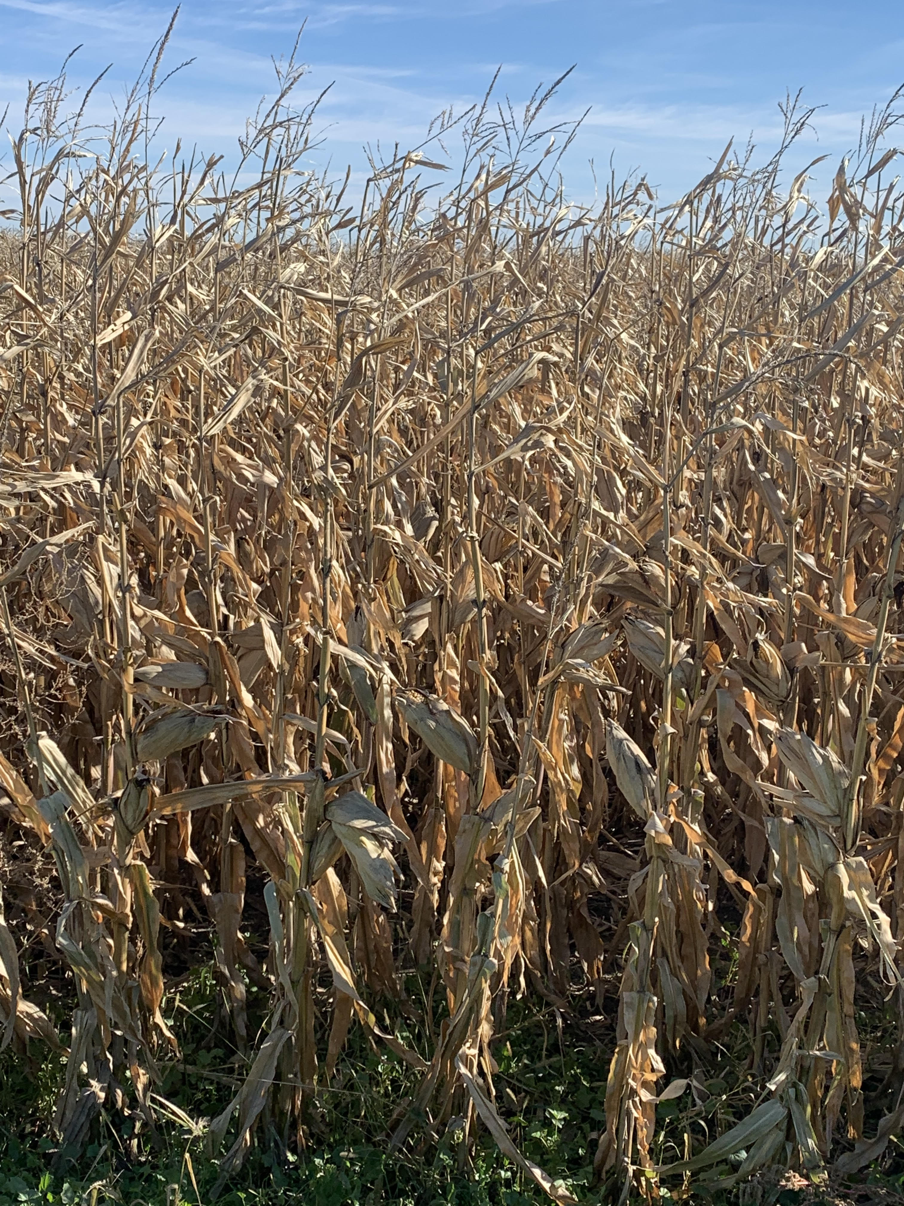 Morning Ag News, October 25, 2021: Farmers finishing up soybeans and working on corn harvest in eastern North Dakota