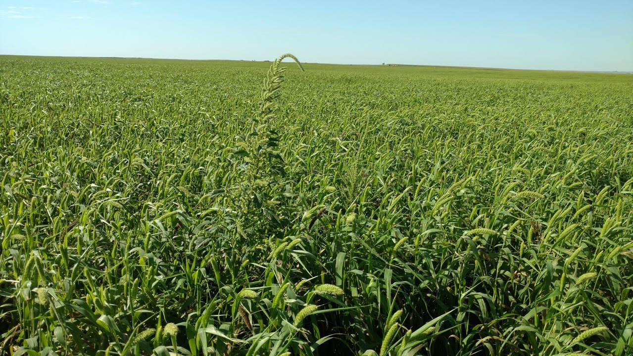 Mid-morning Ag News, April 15, 2022: One agronomist offers some weed control advice