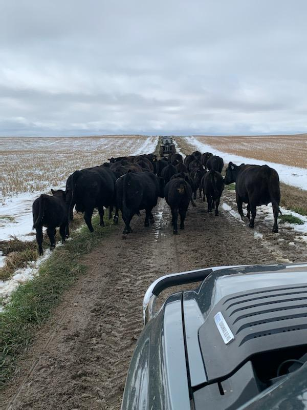 Afternoon Ag News 02.06.2020: Total Cattle in North Dakota up 4% and more