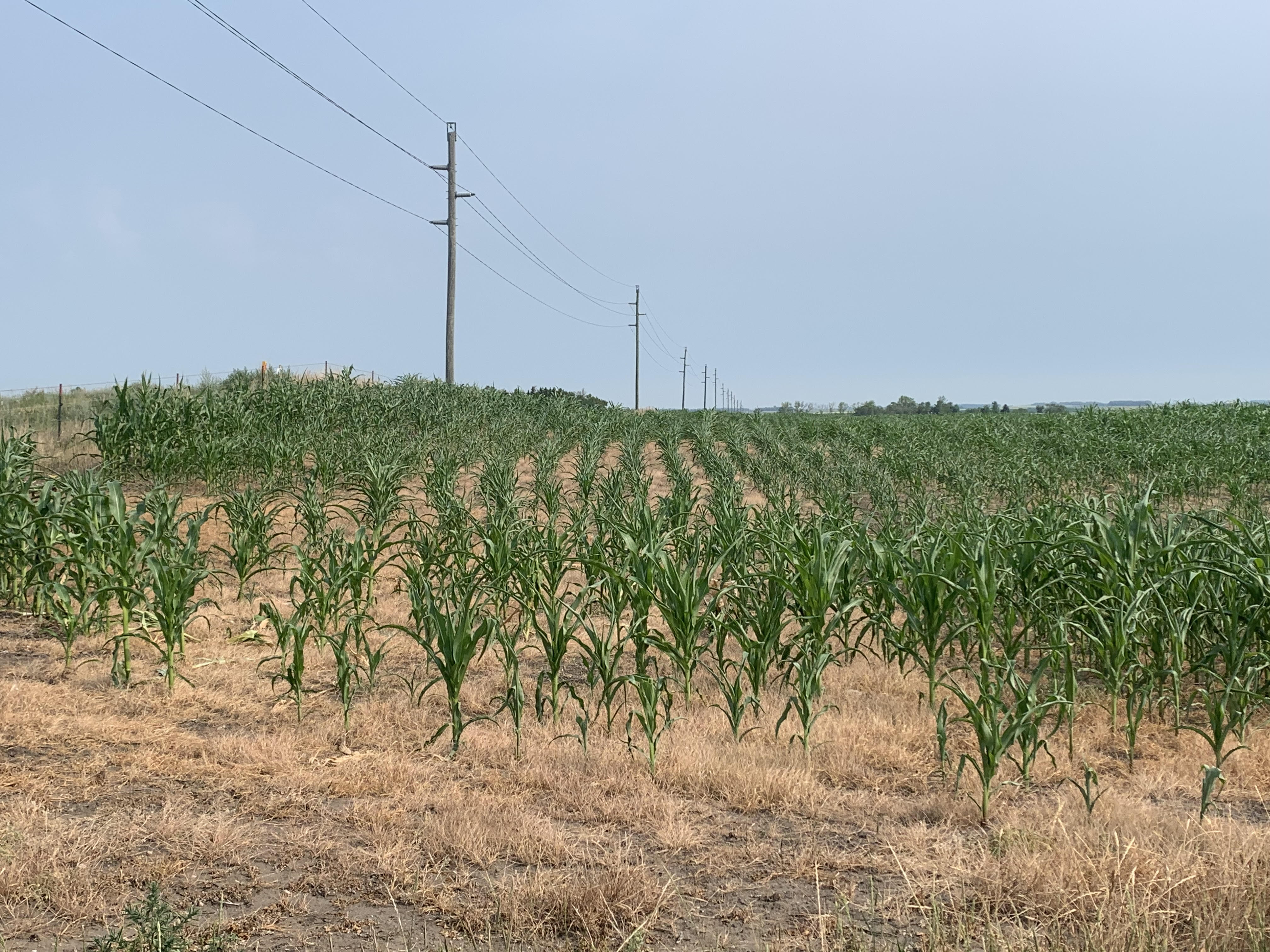 Morning Ag News, July 22, 2021: Drought conditions reducing crop yields