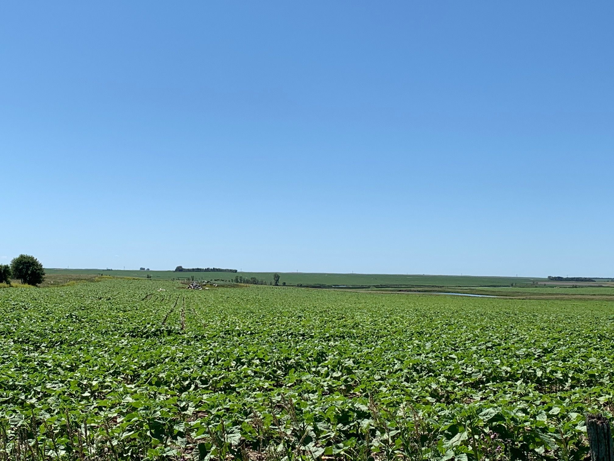 Afternoon Ag News, July 2, 2021: Soybean acreage lower than expected in June 30 report