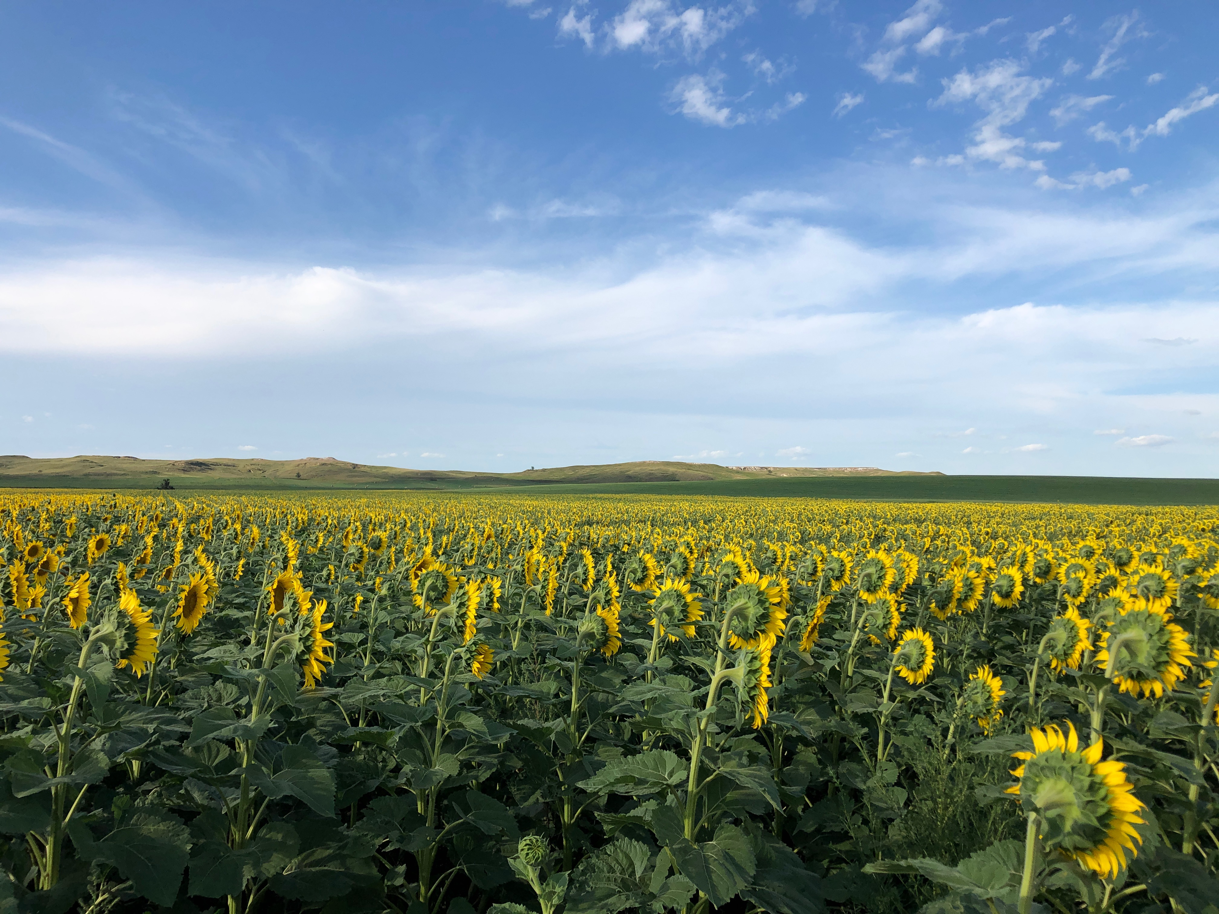Morning Ag News, July 9, 2021: Sunflower farmer in northeast North Dakota says crop looks good