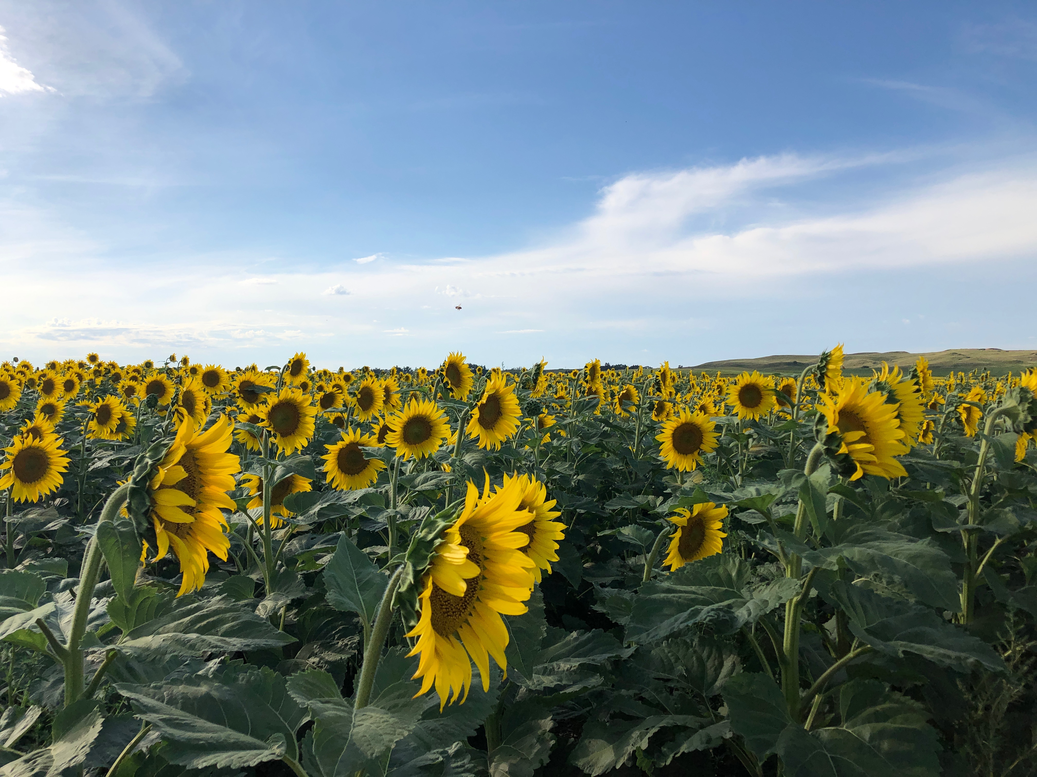 Dry soil conditions and good prices have more producers interested in growing sunflowers