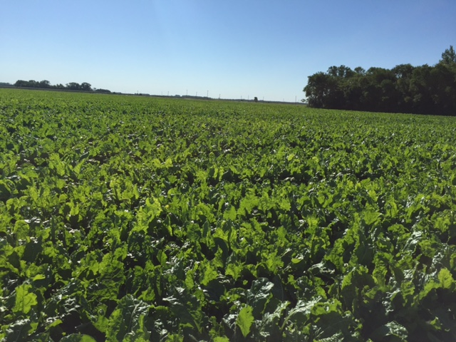 Mid-morning Ag News, July 20, 2021: Sugarbeet crop in southern Minnesota off to a good start