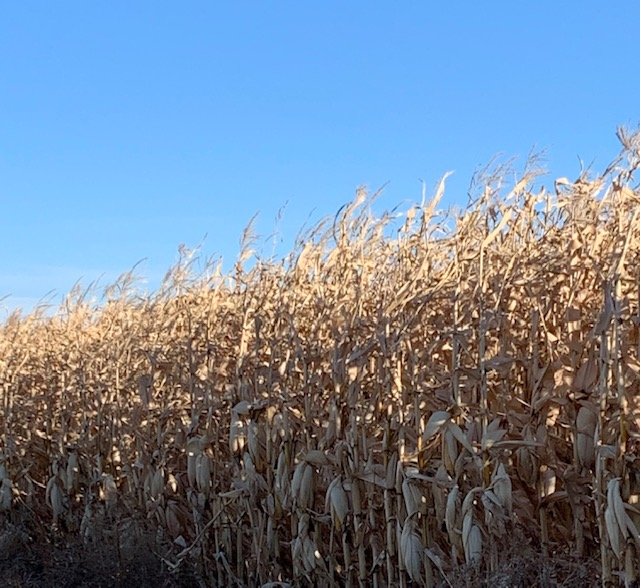 Farm Talk: Soybeans in the bin, eastern North Dakota farmer now harvesting corn