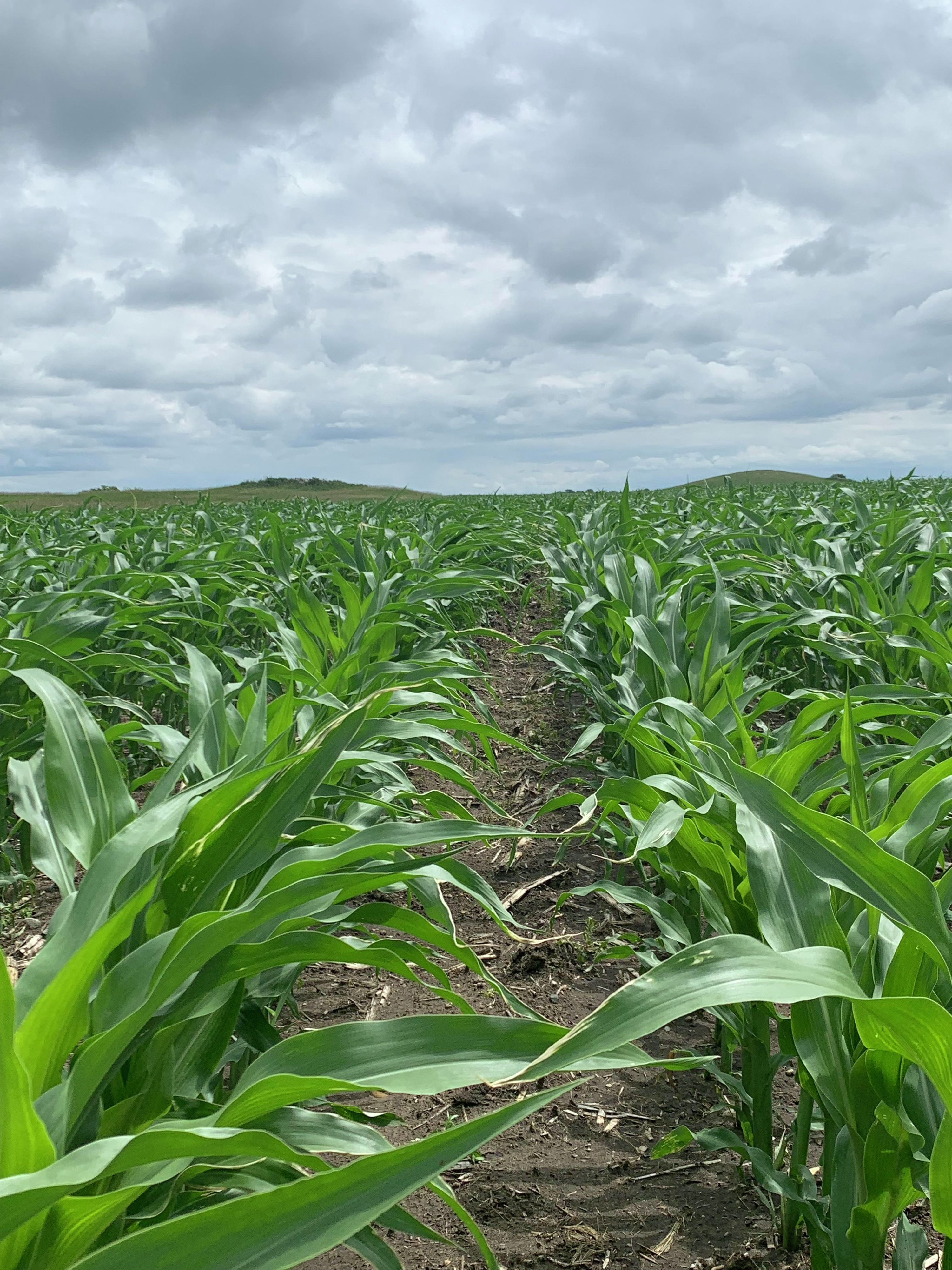 Farm Talk: North Dakota corn farmers are heading to Capitol Hill