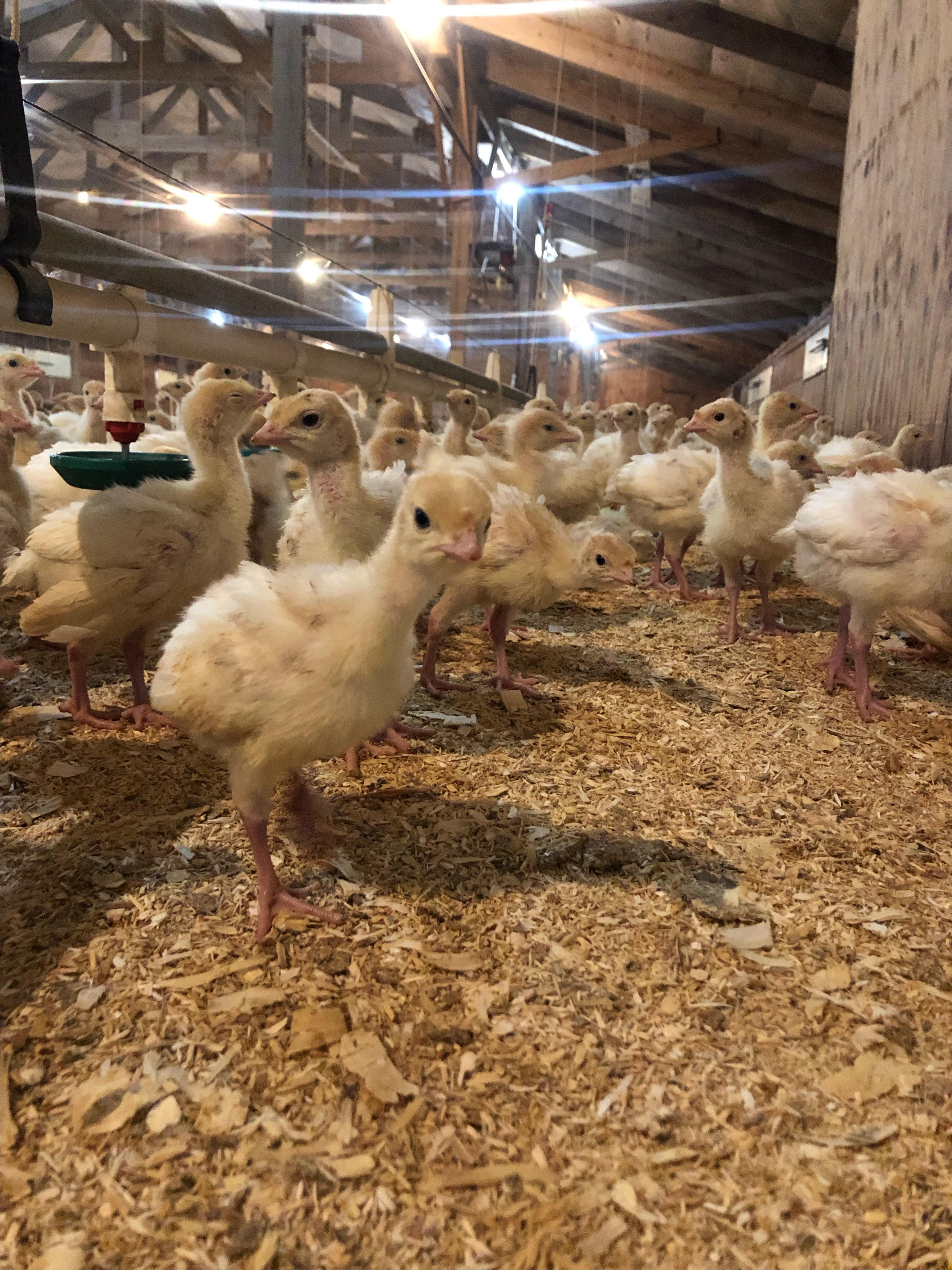 Morning Ag News, April 4, 2022: One turkey grower talks biosecurity efforts to protect their birds from HPAI