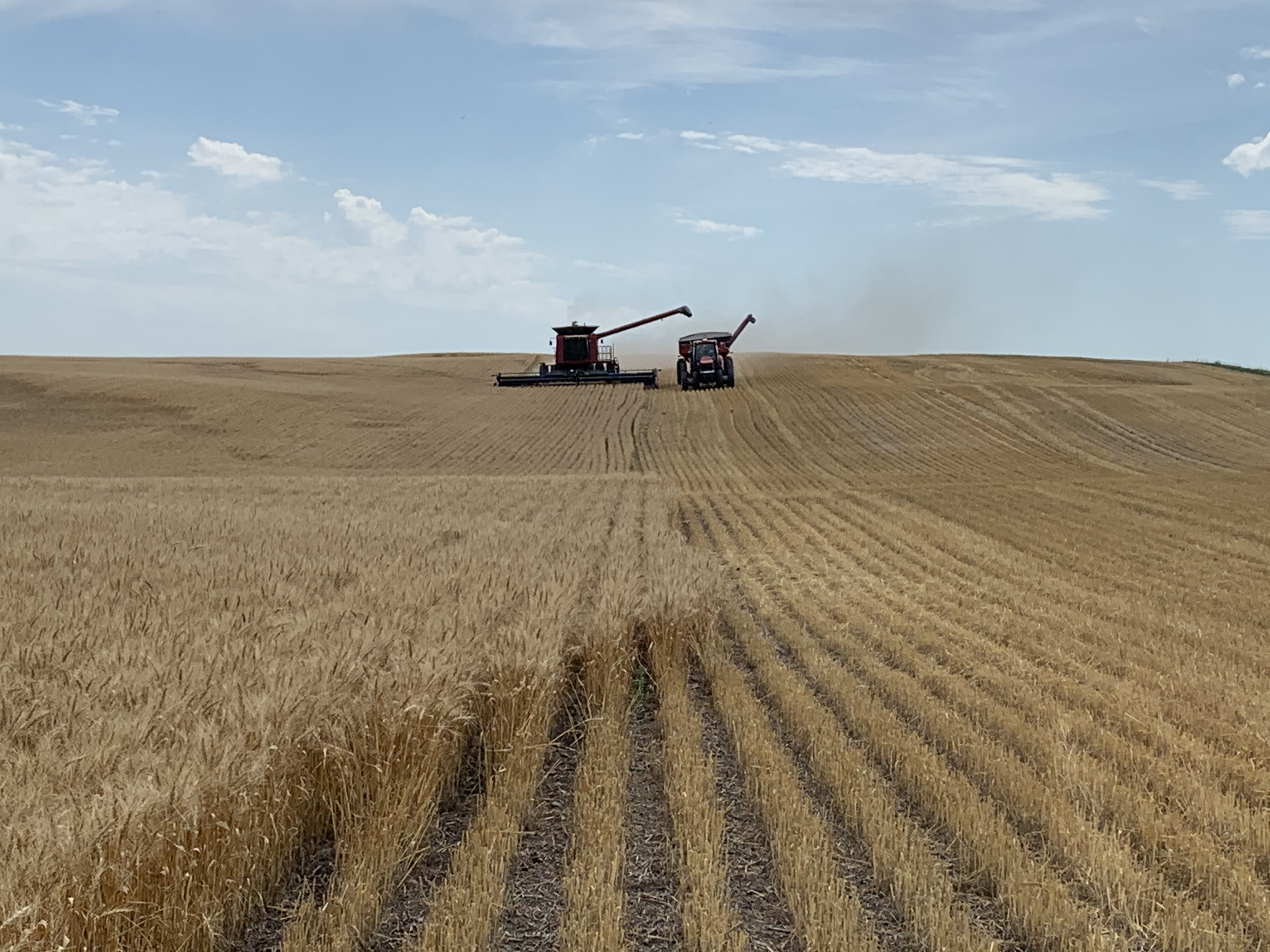 Afternoon Ag News 08.21.2020: The durum wheat planting season and how the crop is progressing