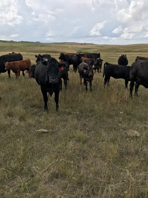 Early Ag News, Feb 9  2021:  Cattle Producers have New Protections Included in Recent COVID Legislation