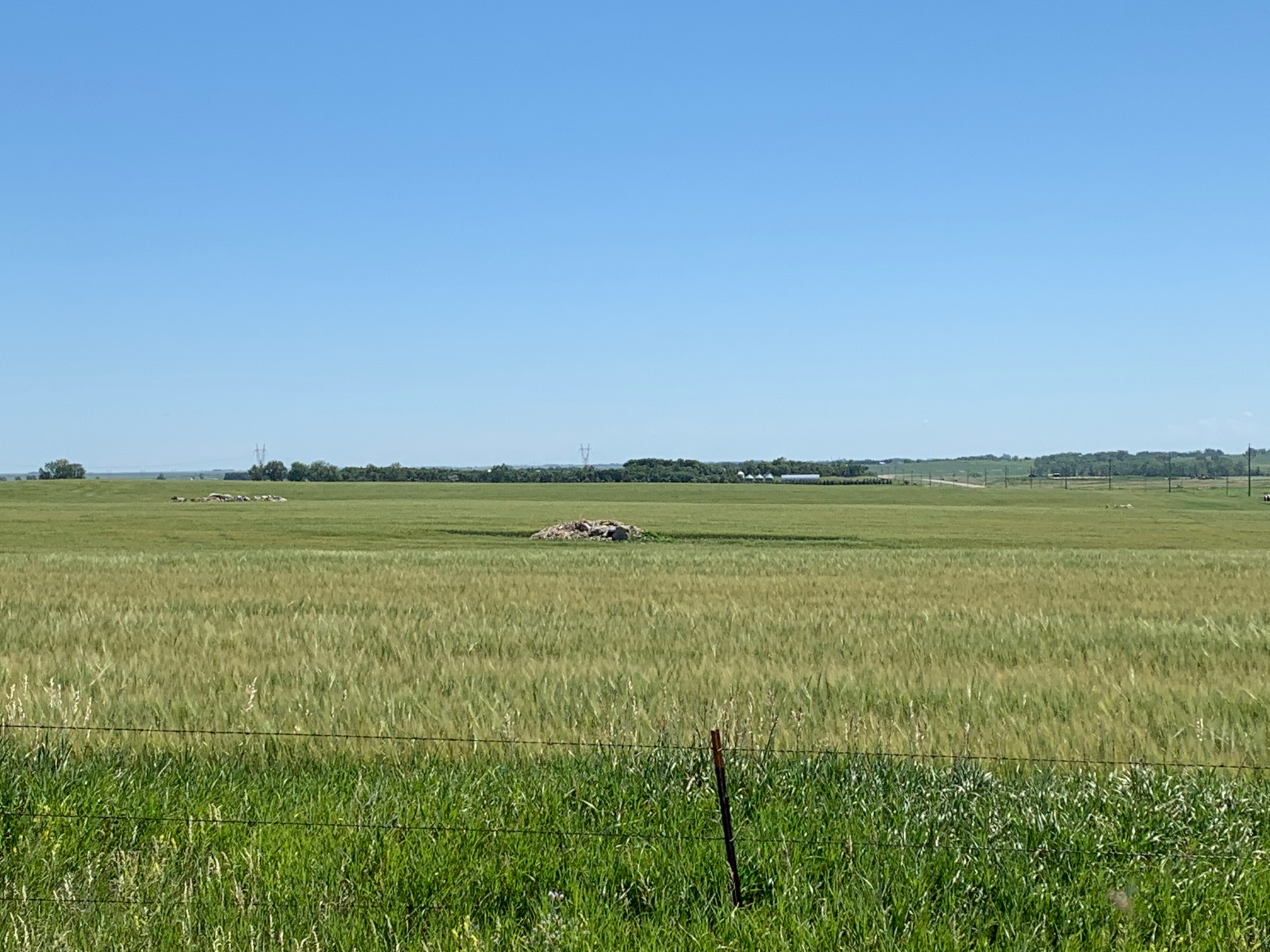 Afternoon Ag News, June 30, 2021: Producers should be testing forages for nitrates