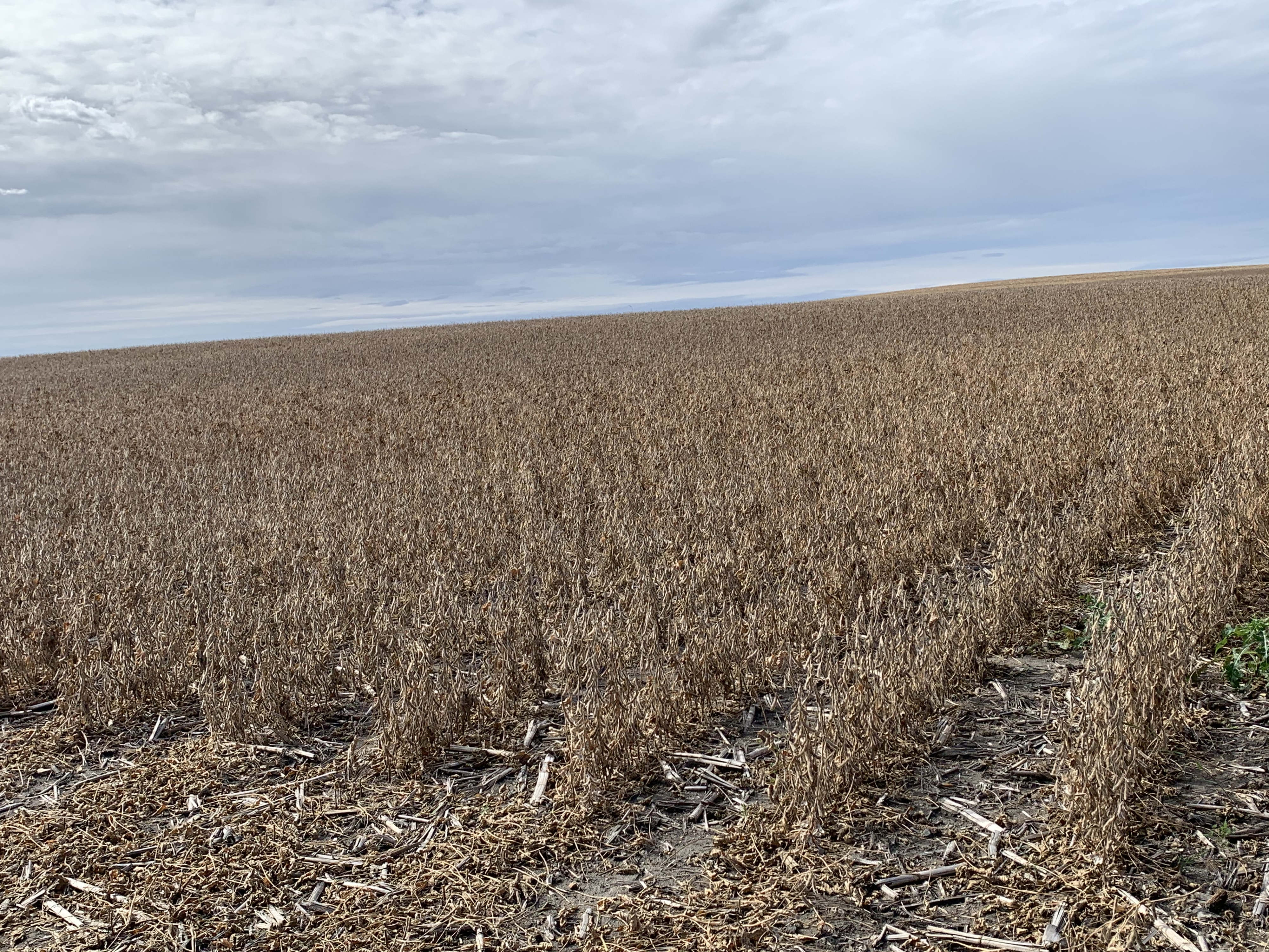 Morning Ag News, March 18, 2021: 2021 soybean acreage could be record setting