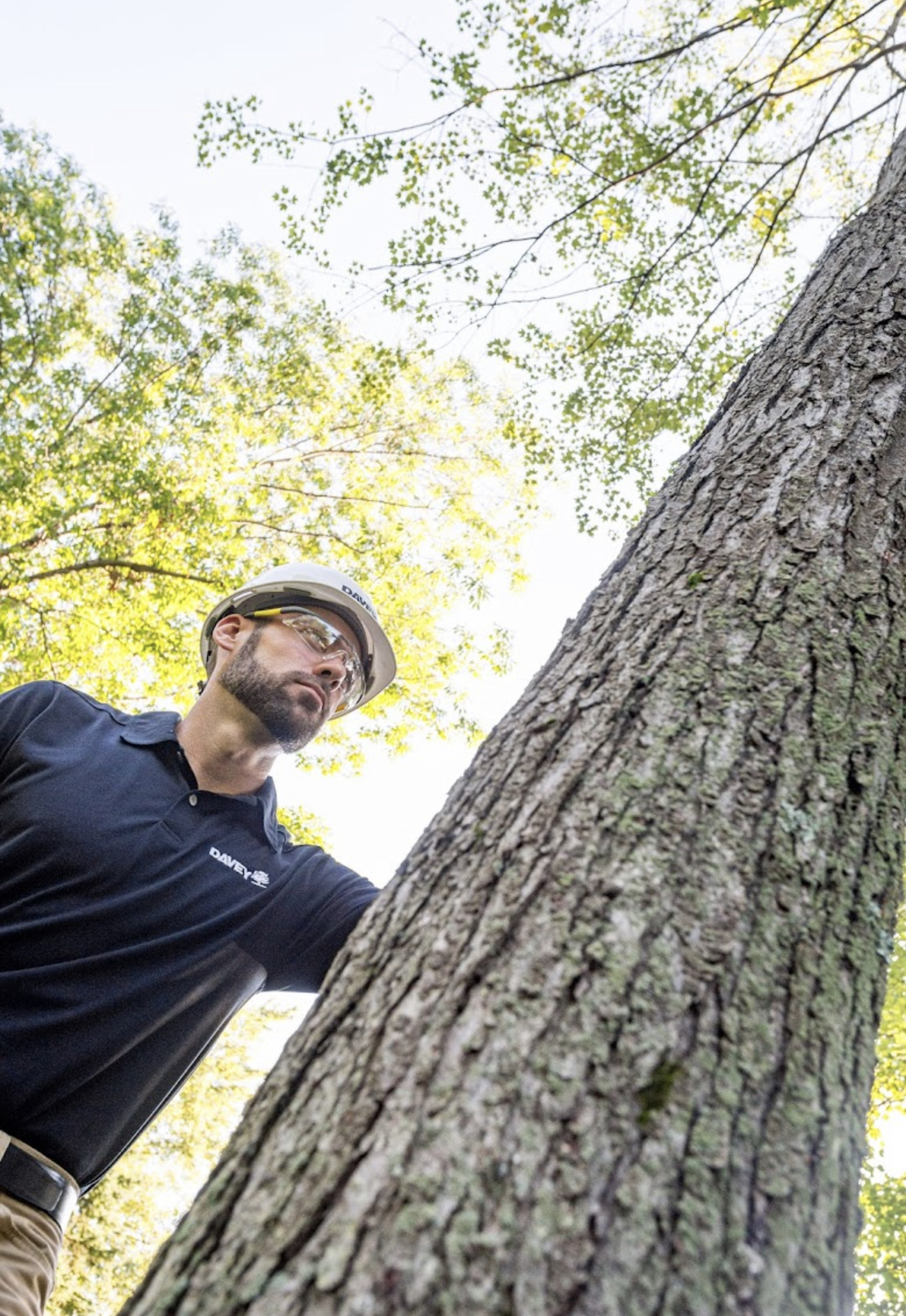 What TN Weather is Doing to your Trees, and How to Fix it!