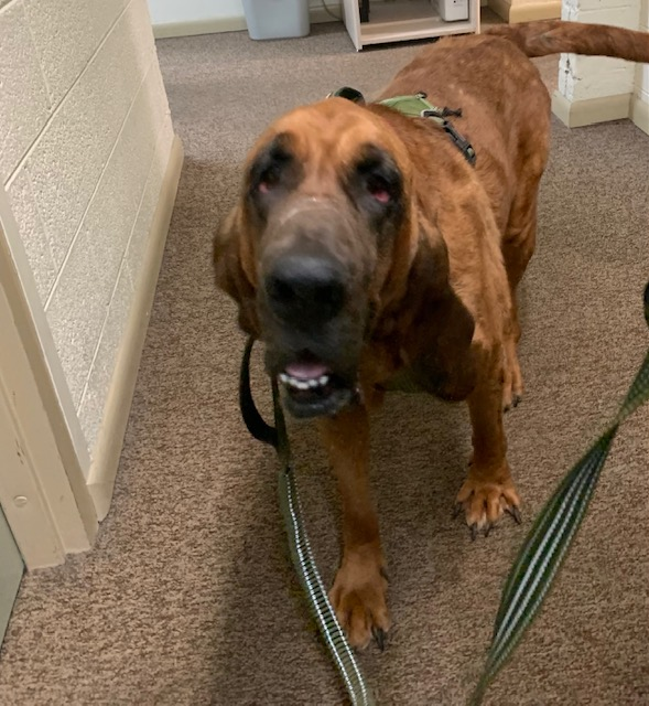 ET Bloodhound Rescue