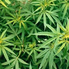 Marijuana in North Dakota