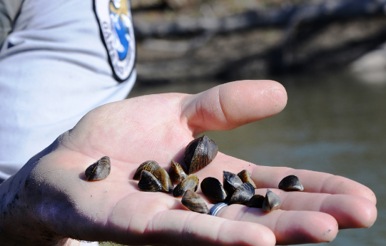 Ben Holen : Zebra Mussels in North Dakota