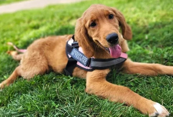 Ashley Miller-Annie Wulliman-Coldwater Community Schools Service Therapy Dogs 9-19-24