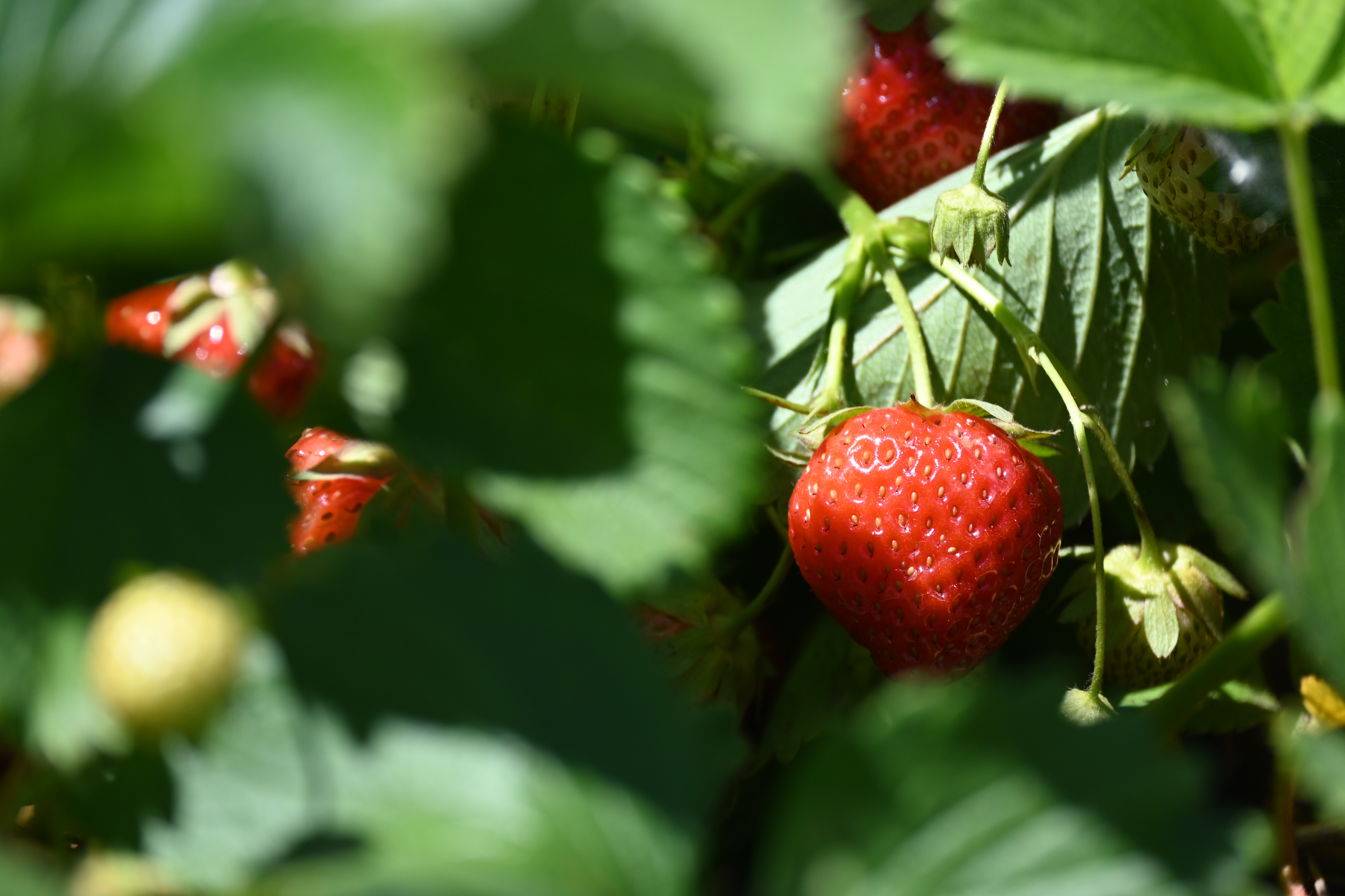 Strawberry Season: More Than Meets The Eye