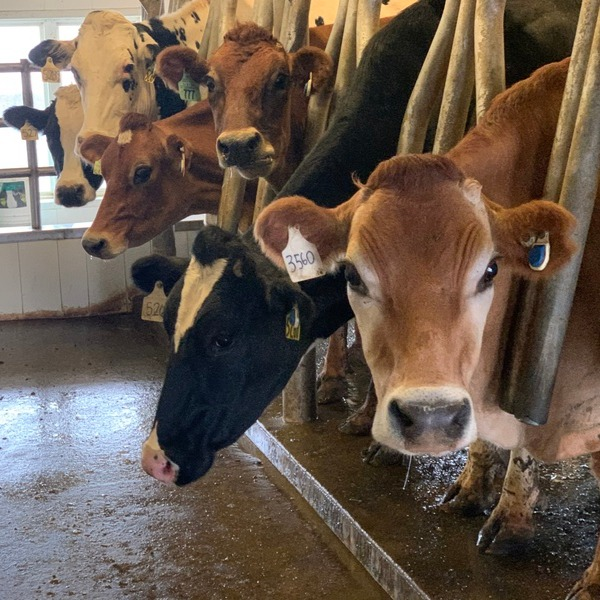 Wisconsin Farms Win Milk Quality Awards
