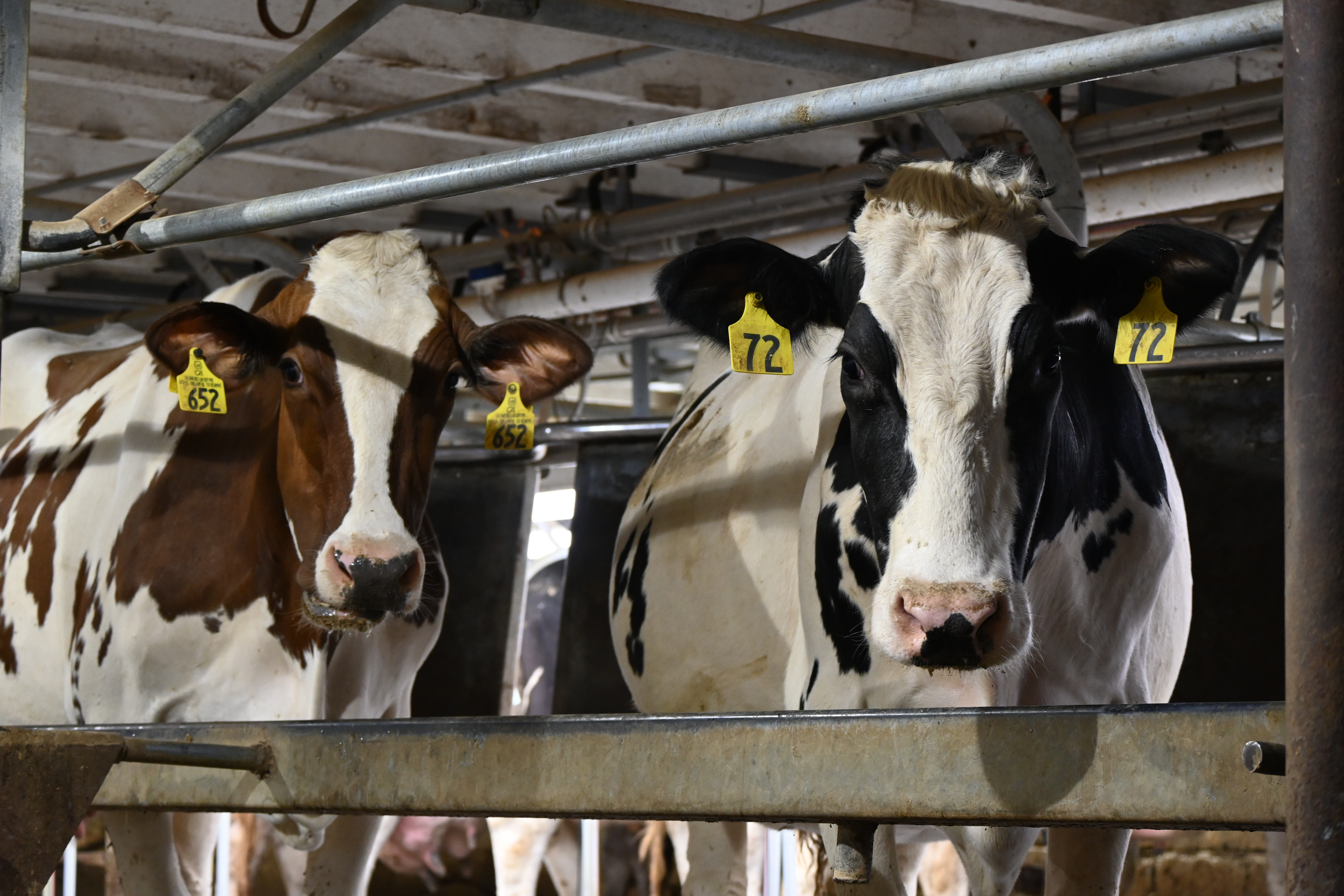 June Dairy Month Update, Alice In Dairyland Makes History, and More Ag News