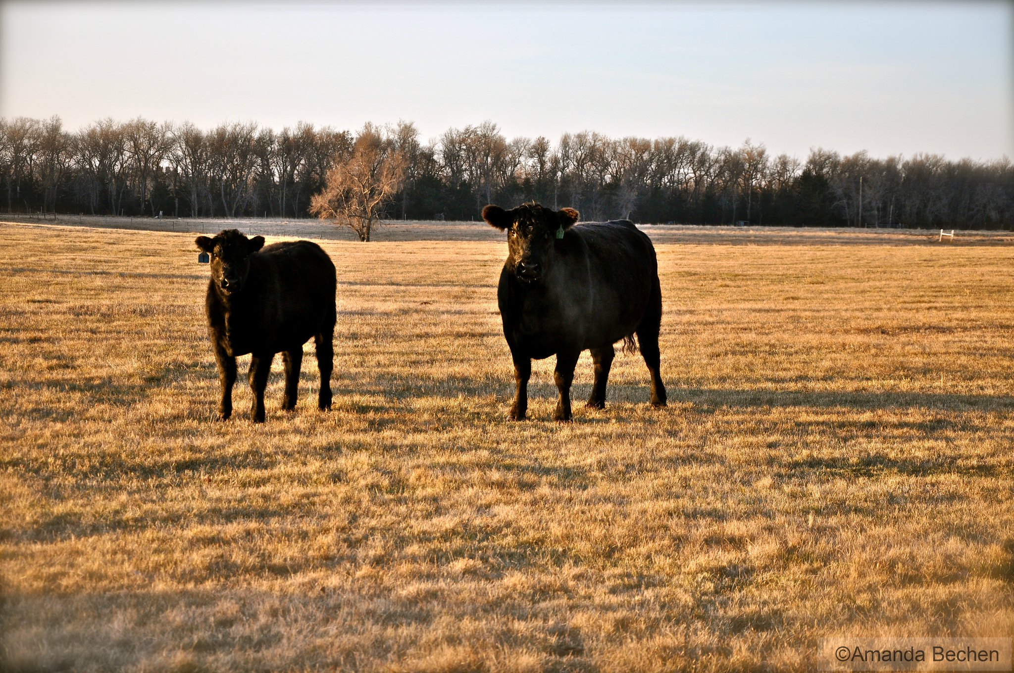 Goals of the U.S. Beef Industry