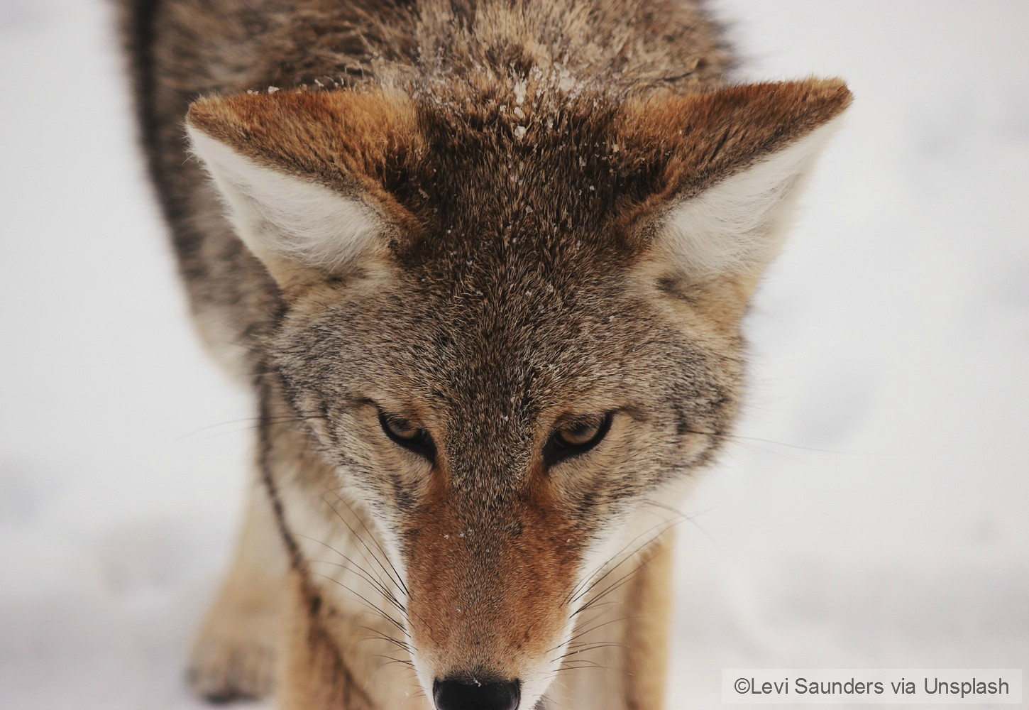 Wisconsin Wolf Hunt To Begin This Month