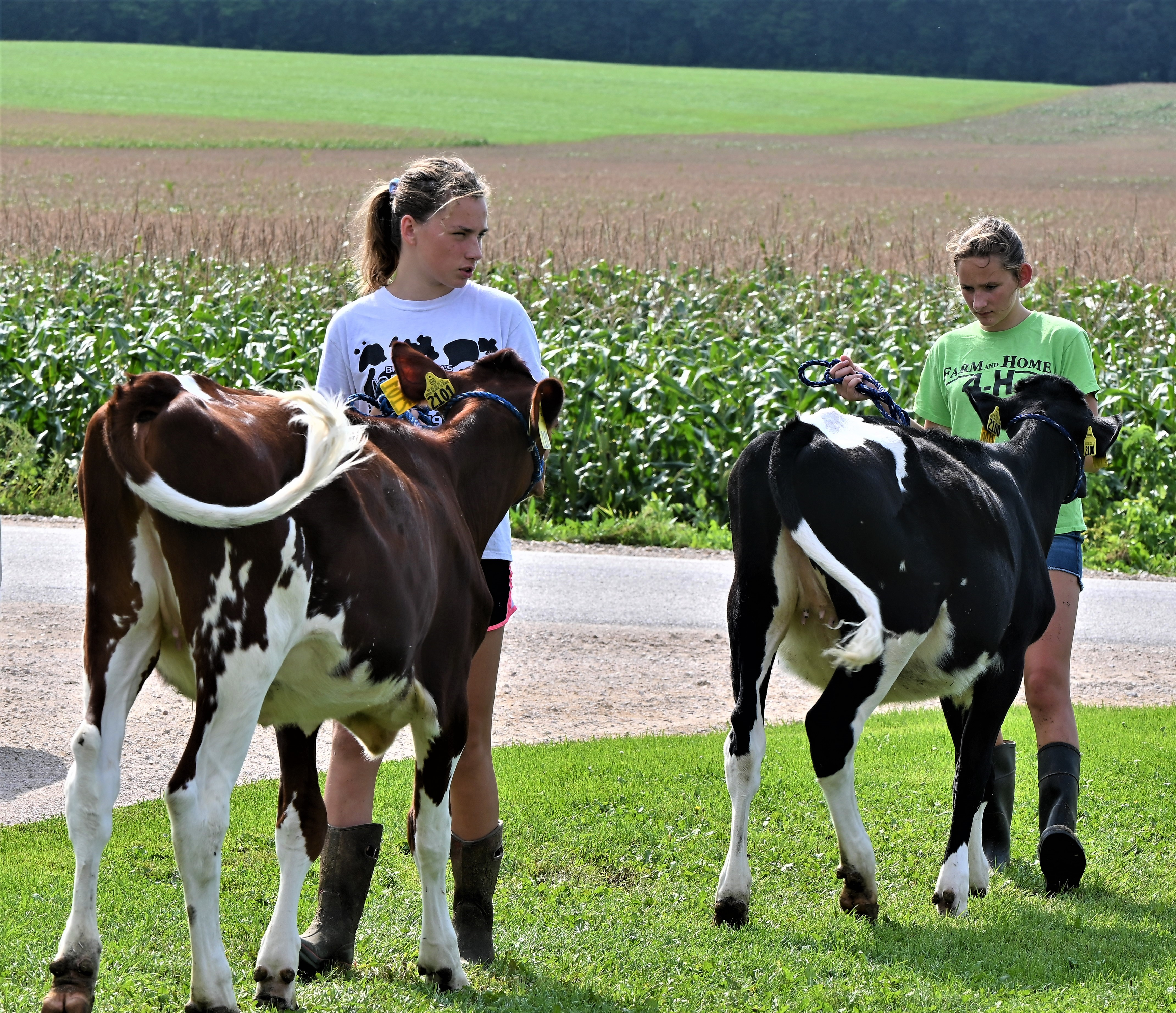 Farm And Home 4-H Kids Prep For The County Fair