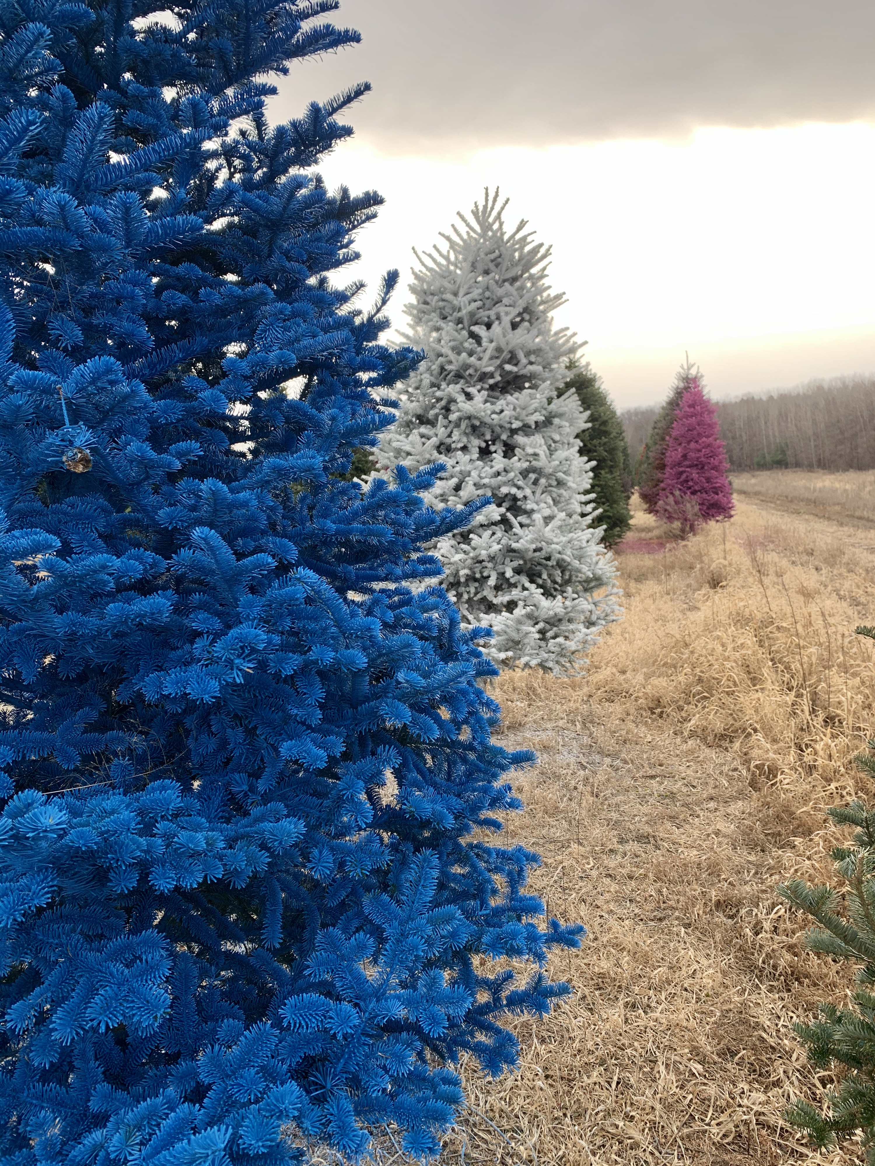 Christmas Tree Industry Can't Keep Up
