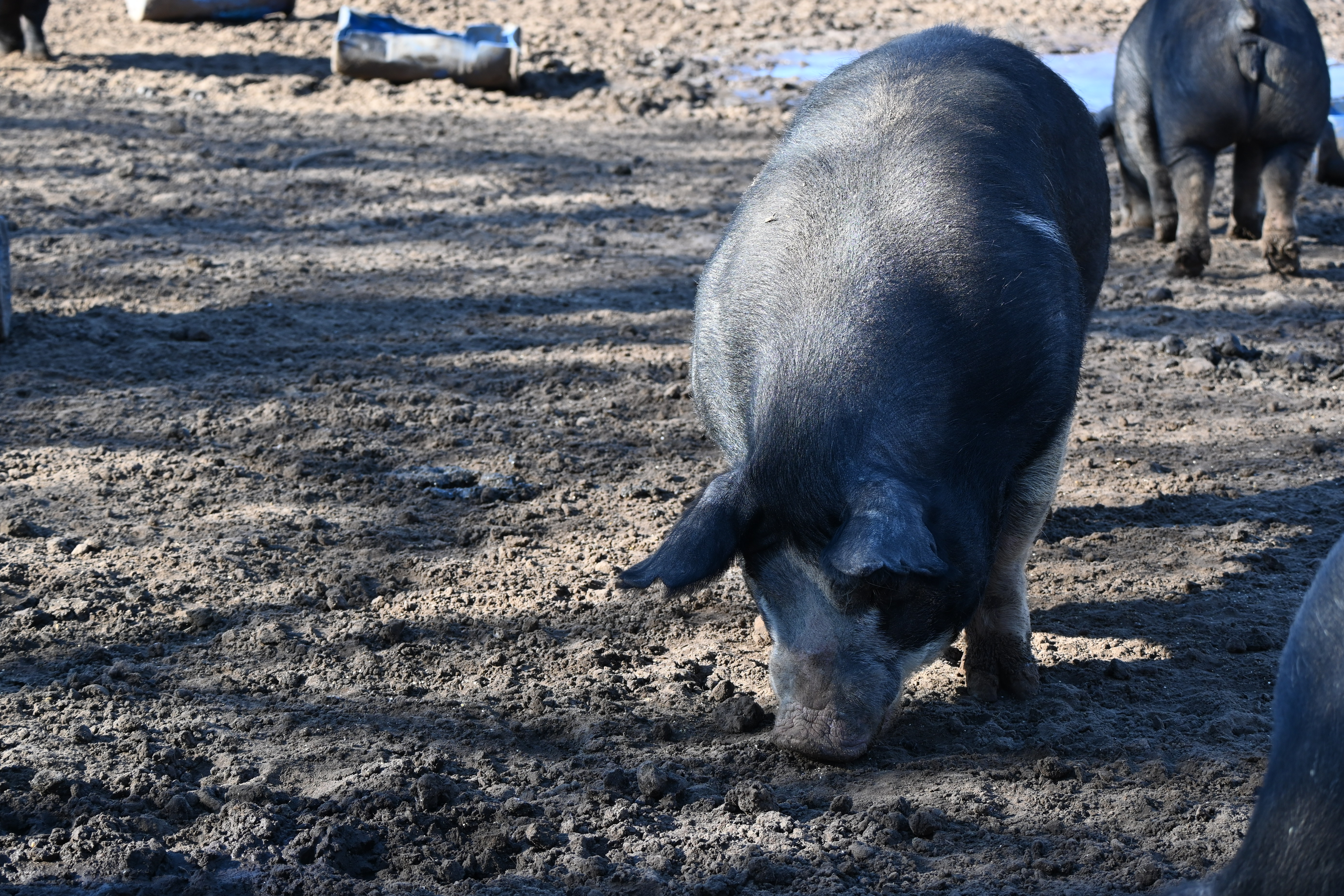 U.S. Pig Herds Decrease