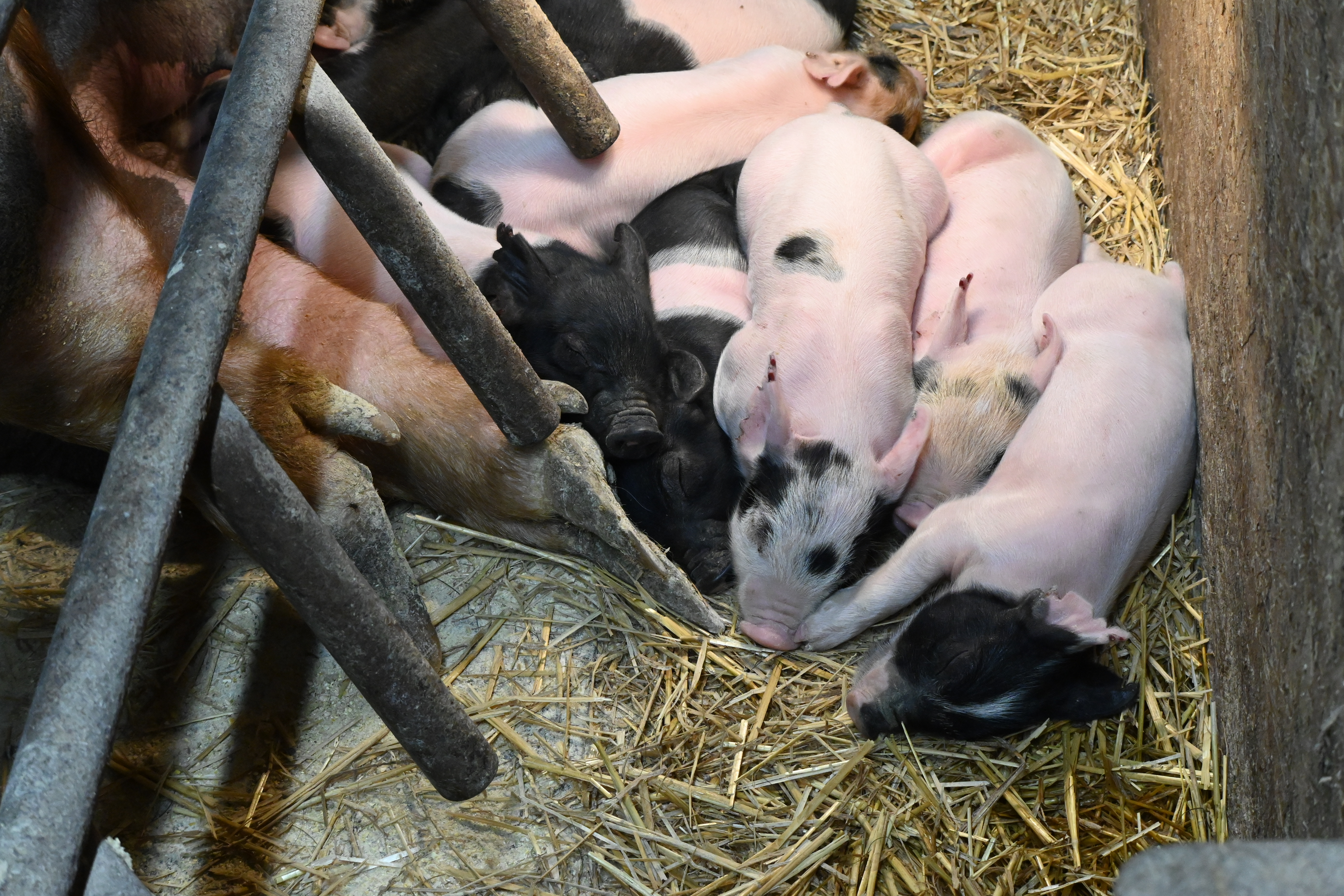How is COVID-19 impacting pig farmers?