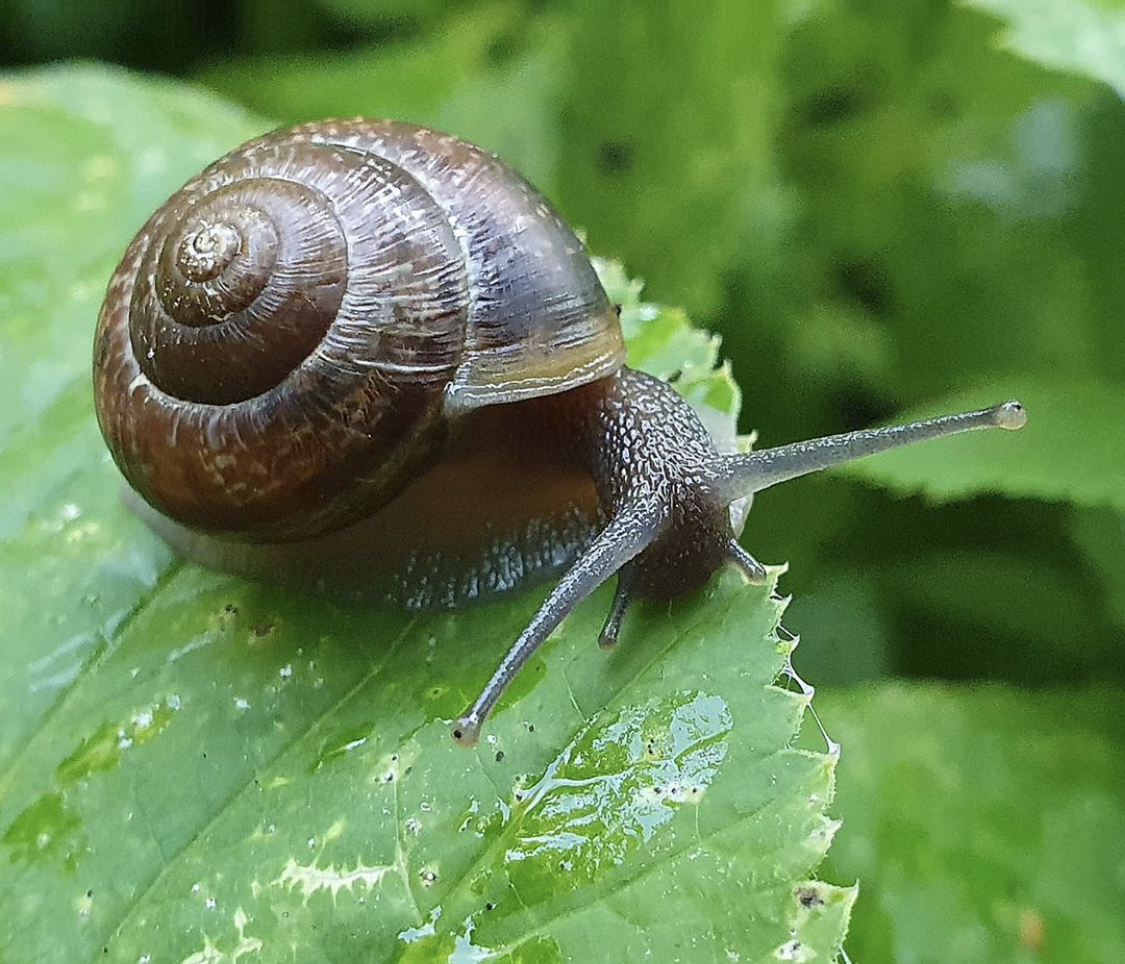First urban snail farm puts down roots in Wisconsin.