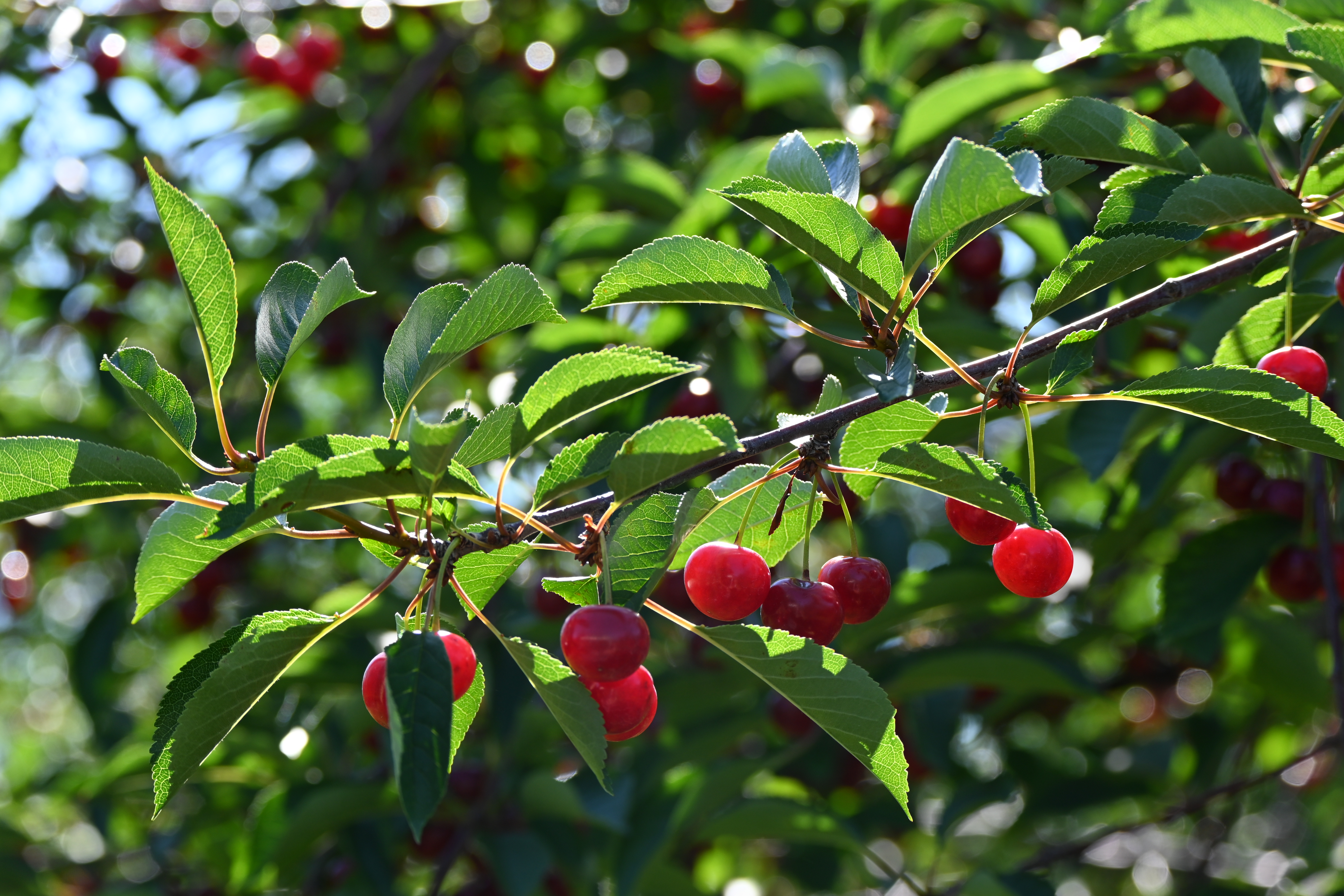 Door County Cherry Picking Going Fast