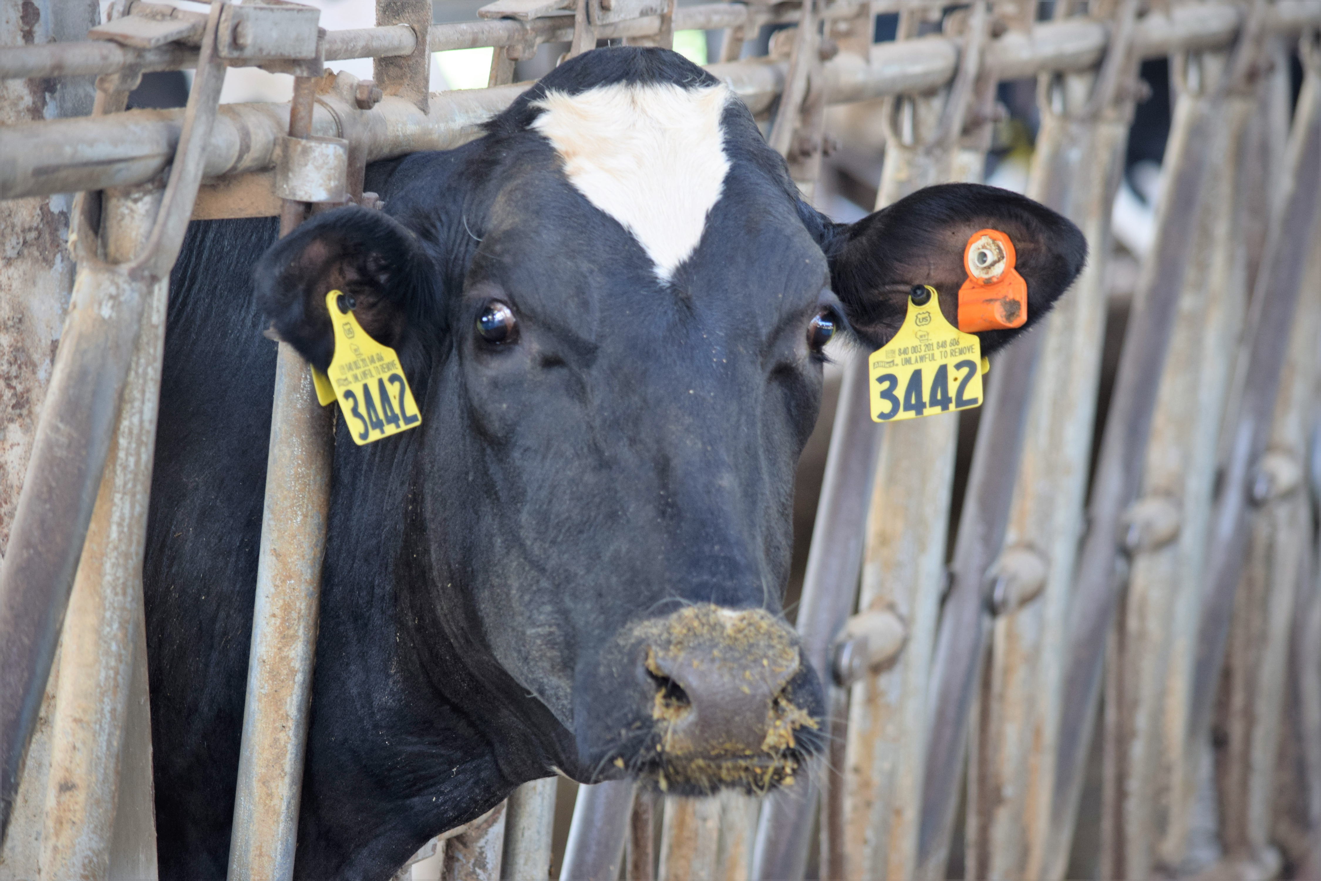 Report: Sweet spot temperature for cows