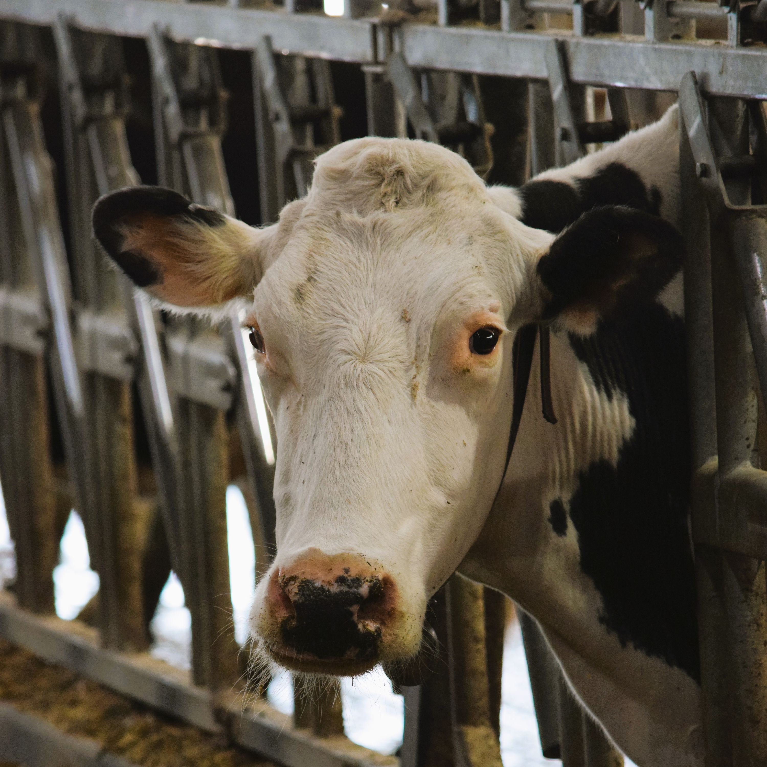 Required testing for lactating dairy cattle prior to fairs