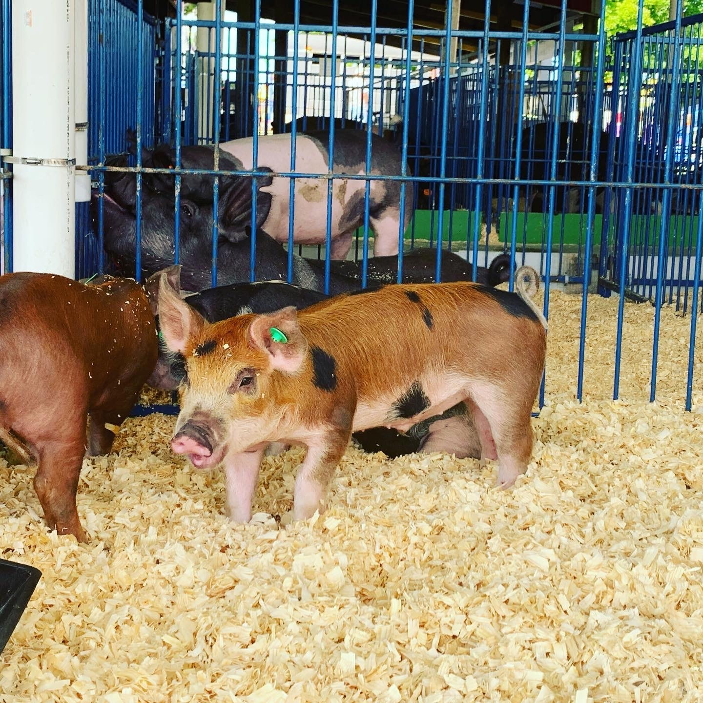 Therapy Pigs: Good or Bad?