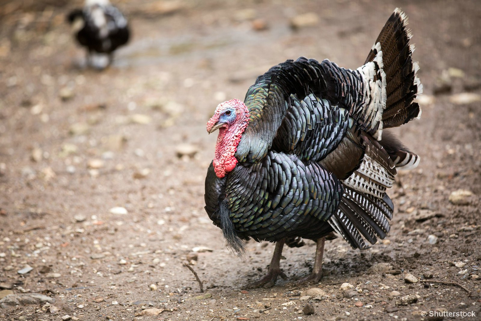 Find out what states harvest the most turkeys.