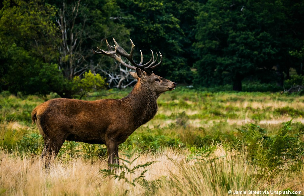 Why were these Wisconsin elk killed?