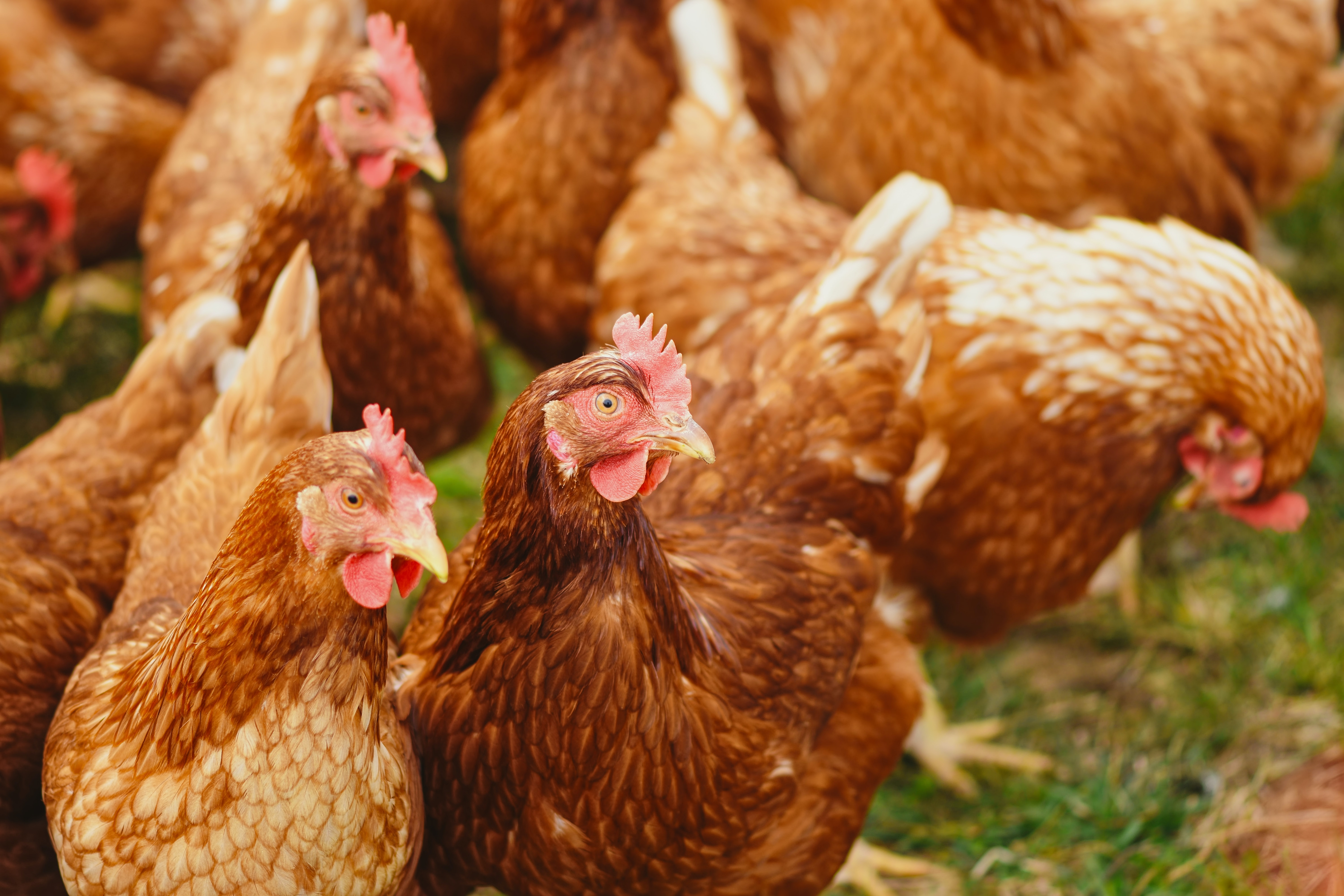 Understanding the basics with backyard chicken farming