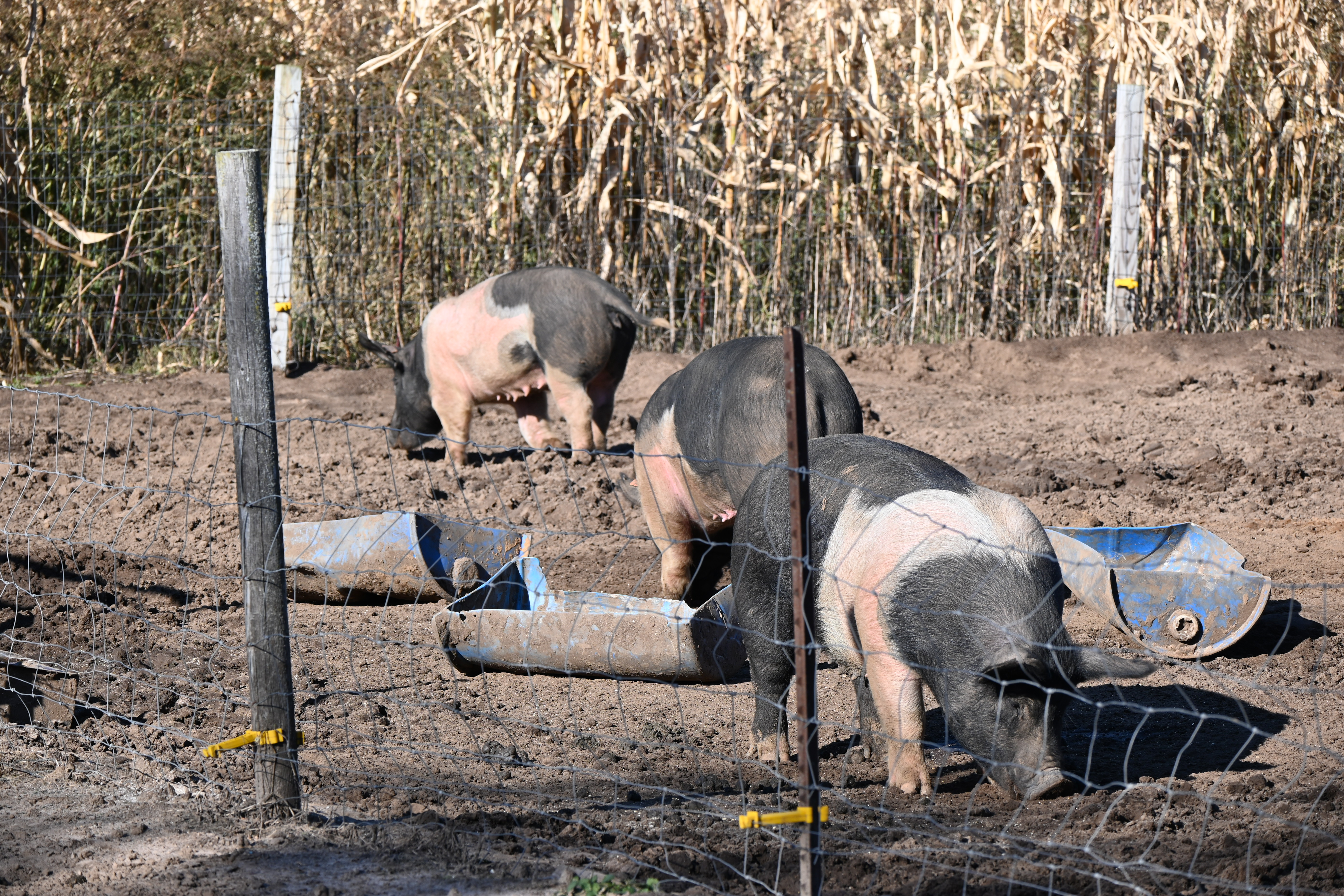 African Swine Fever Update: Vaccine and More