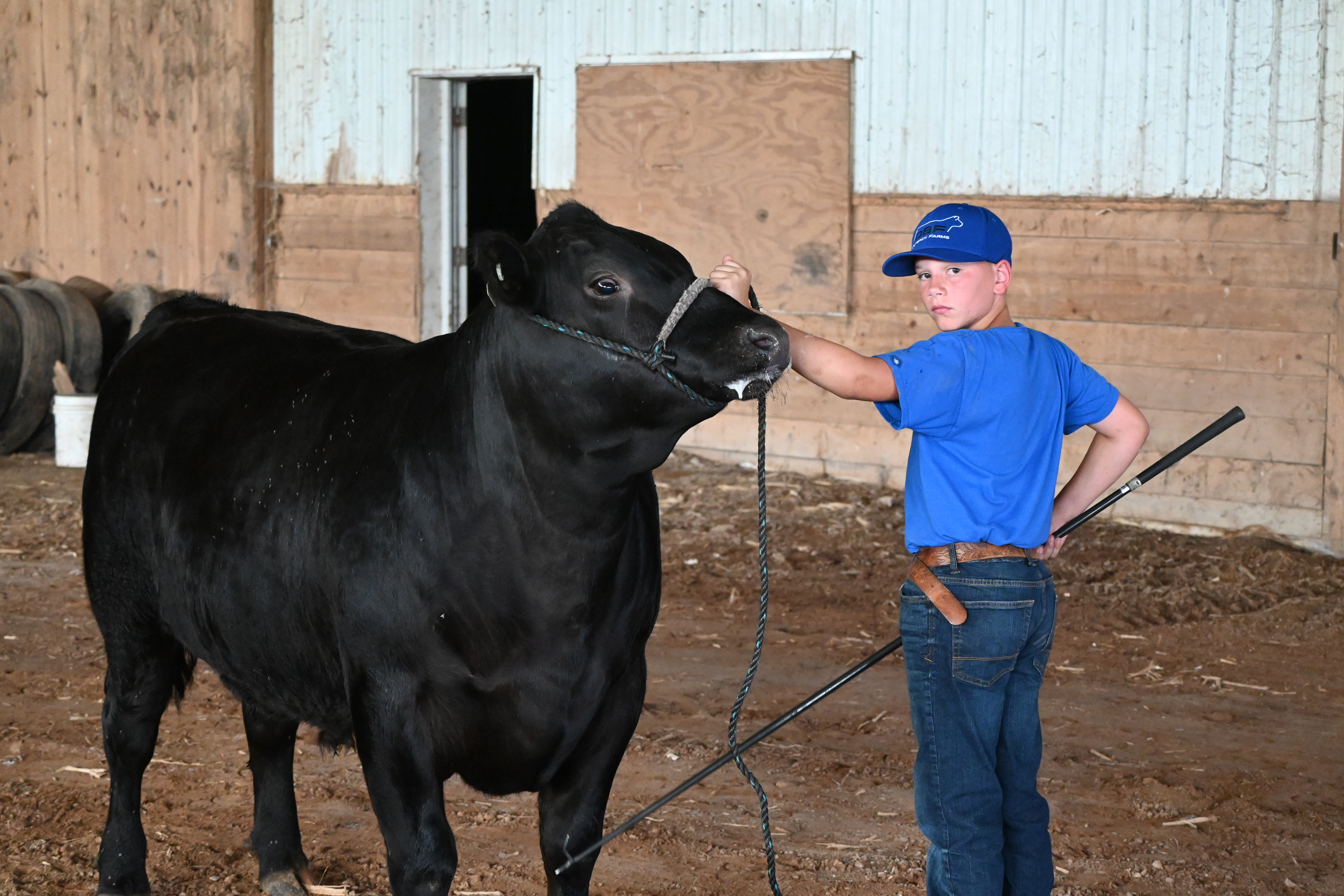 What is a beef judge really looking for in the ring?