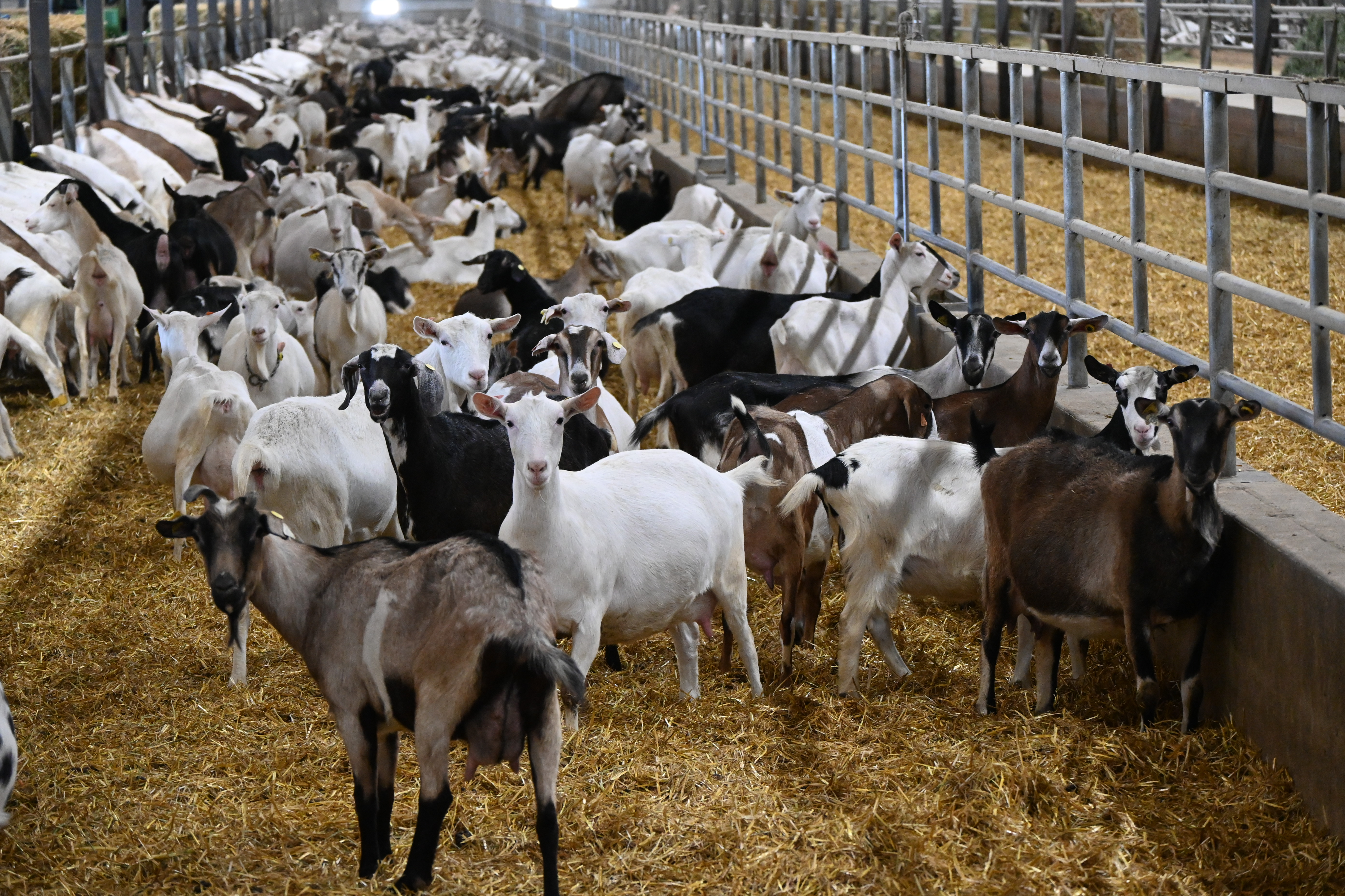Dairy Goat Industry Growing In Wisconsin