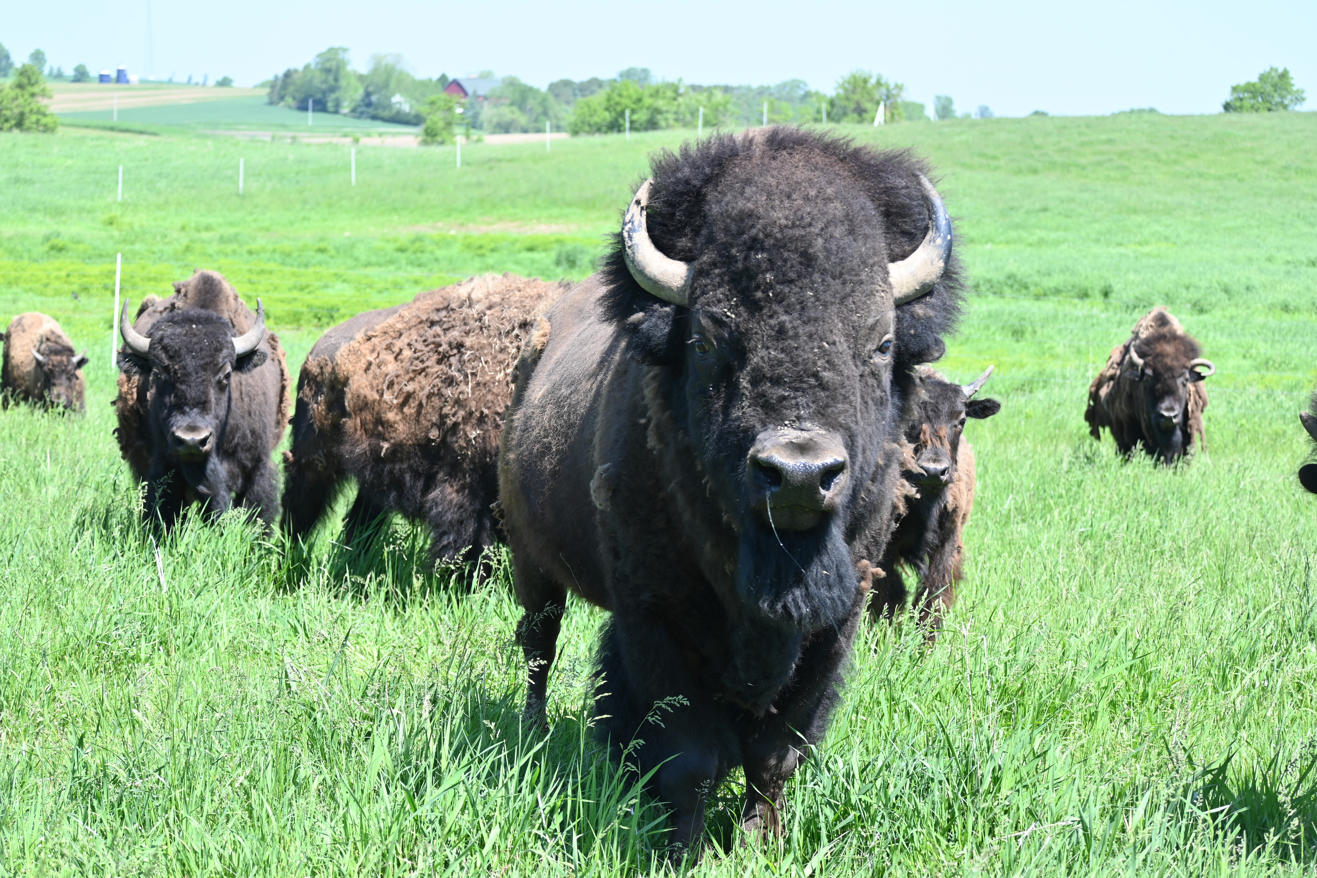 Bison Industry Update: Donnis Baggett