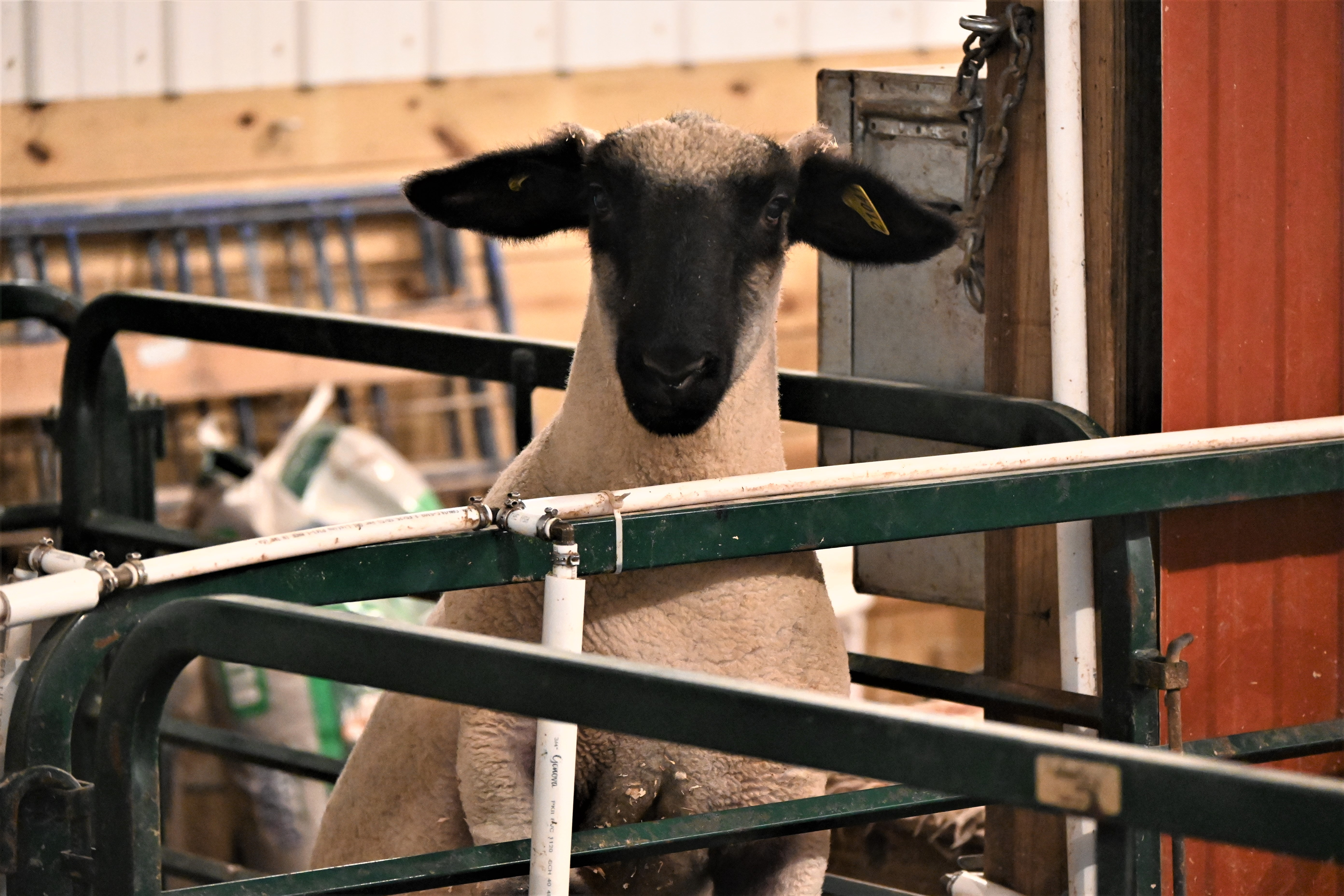 Sheep Farm Helps Youth Get Involved In The County Fair