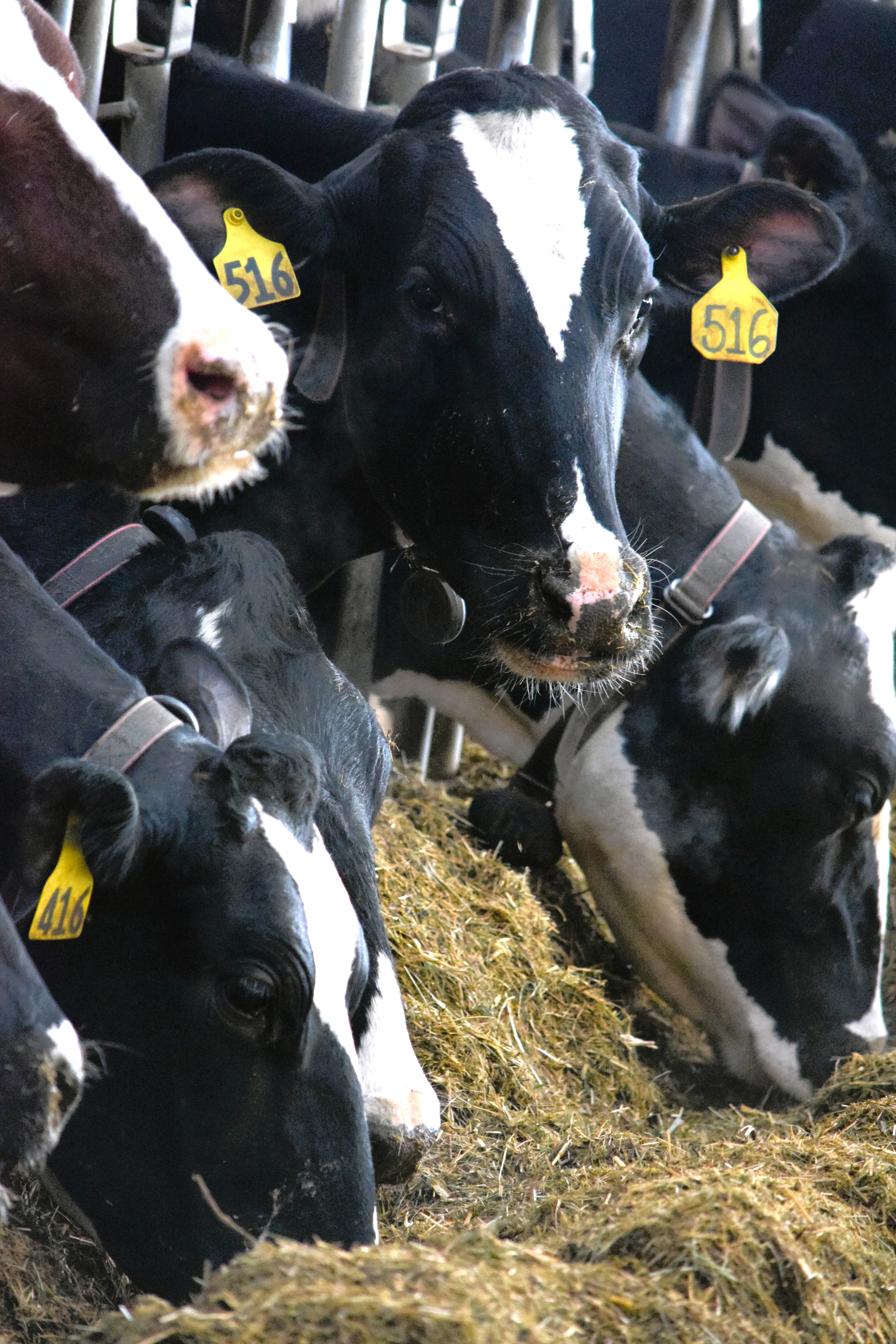 Report: July milk price hurt, insight on past trends